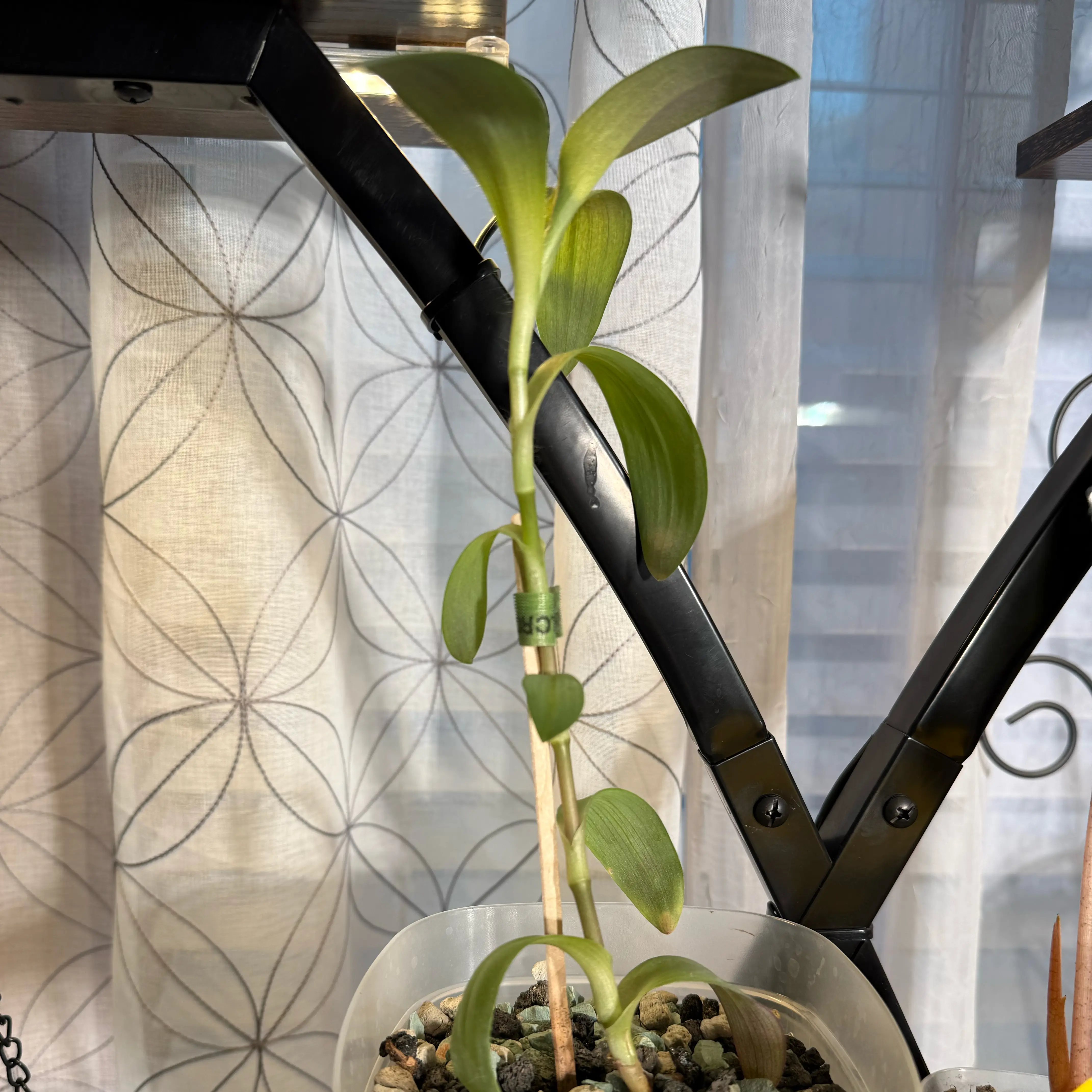 Photo of the plant species Wandering Jew by @CoolScholartree named Figyonce on Greg, the plant care app