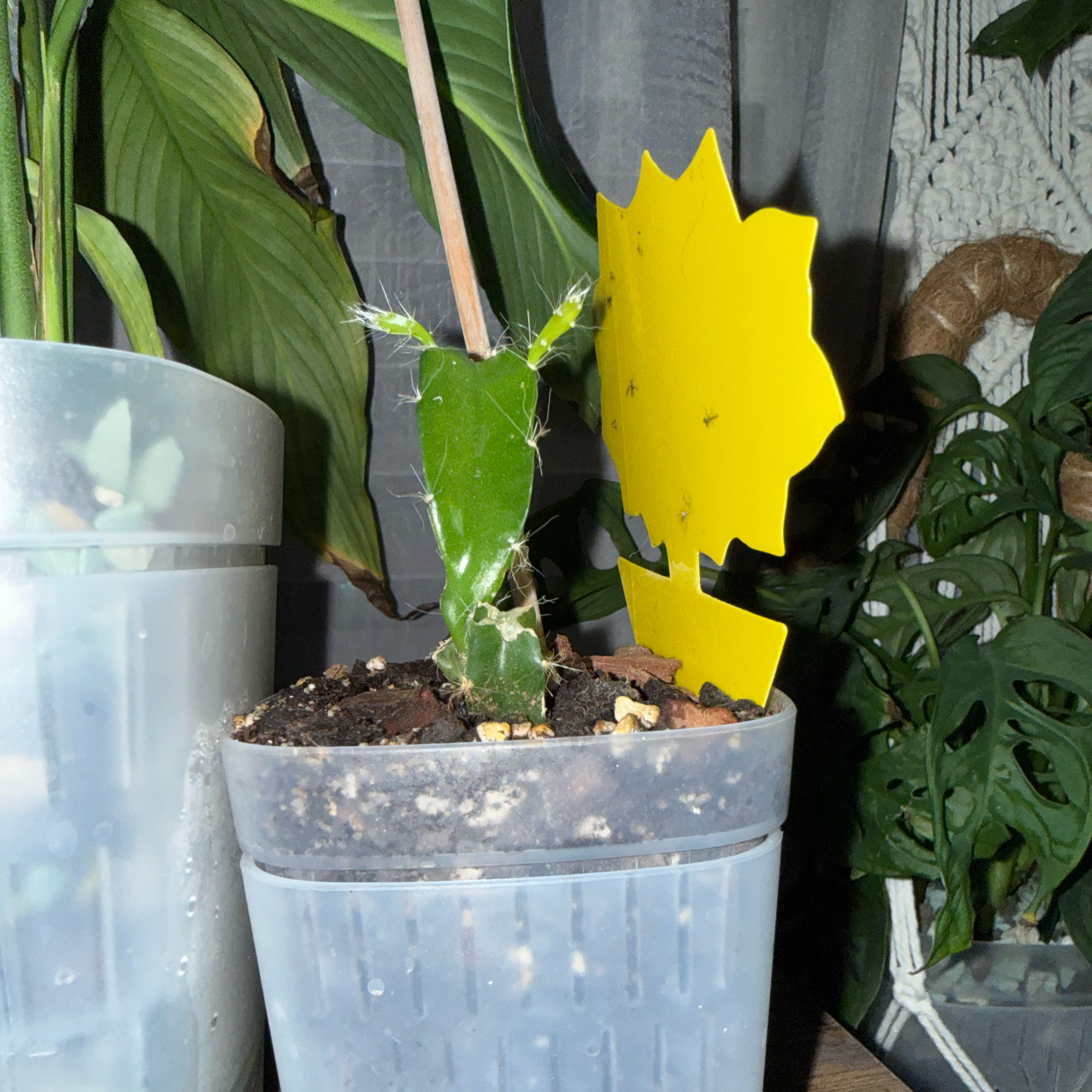 Photo of the plant species Dragon Fruit by @CoolScholartree named Khaleesi- baby Edgar’s red on Greg, the plant care app