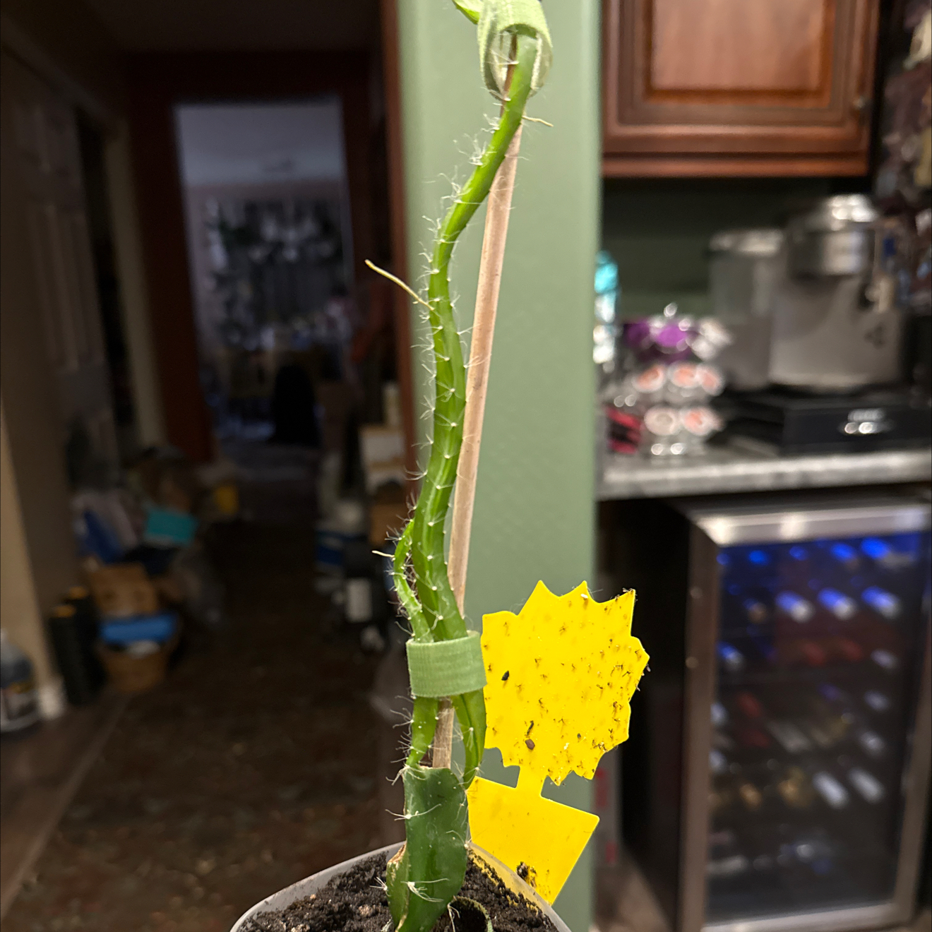 Photo of the plant species Dragon Fruit by @CoolScholartree named Khaleesi- baby Edgar’s red on Greg, the plant care app