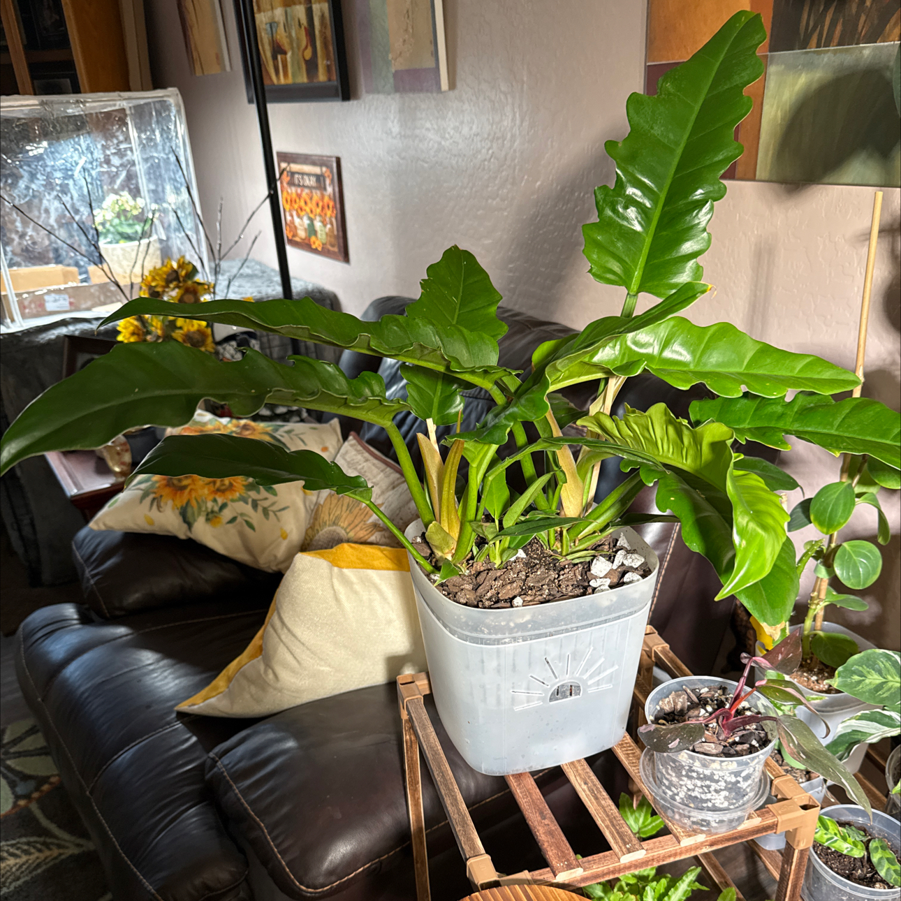 Plant care for Primulina Kazu on Greg, the plant care app
