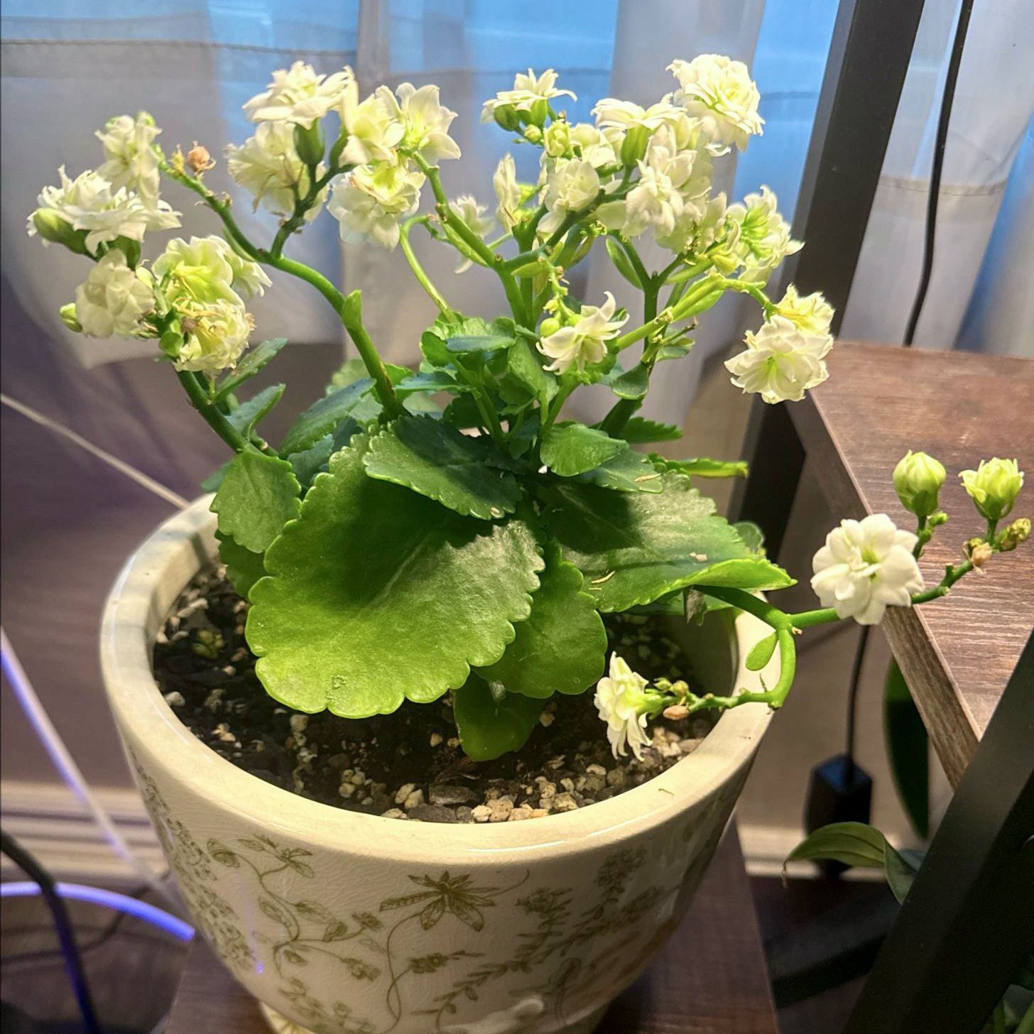 Photo of the plant species Kalanchoe 'Calandiva White' by @CoolScholartree named Homer on Greg, the plant care app