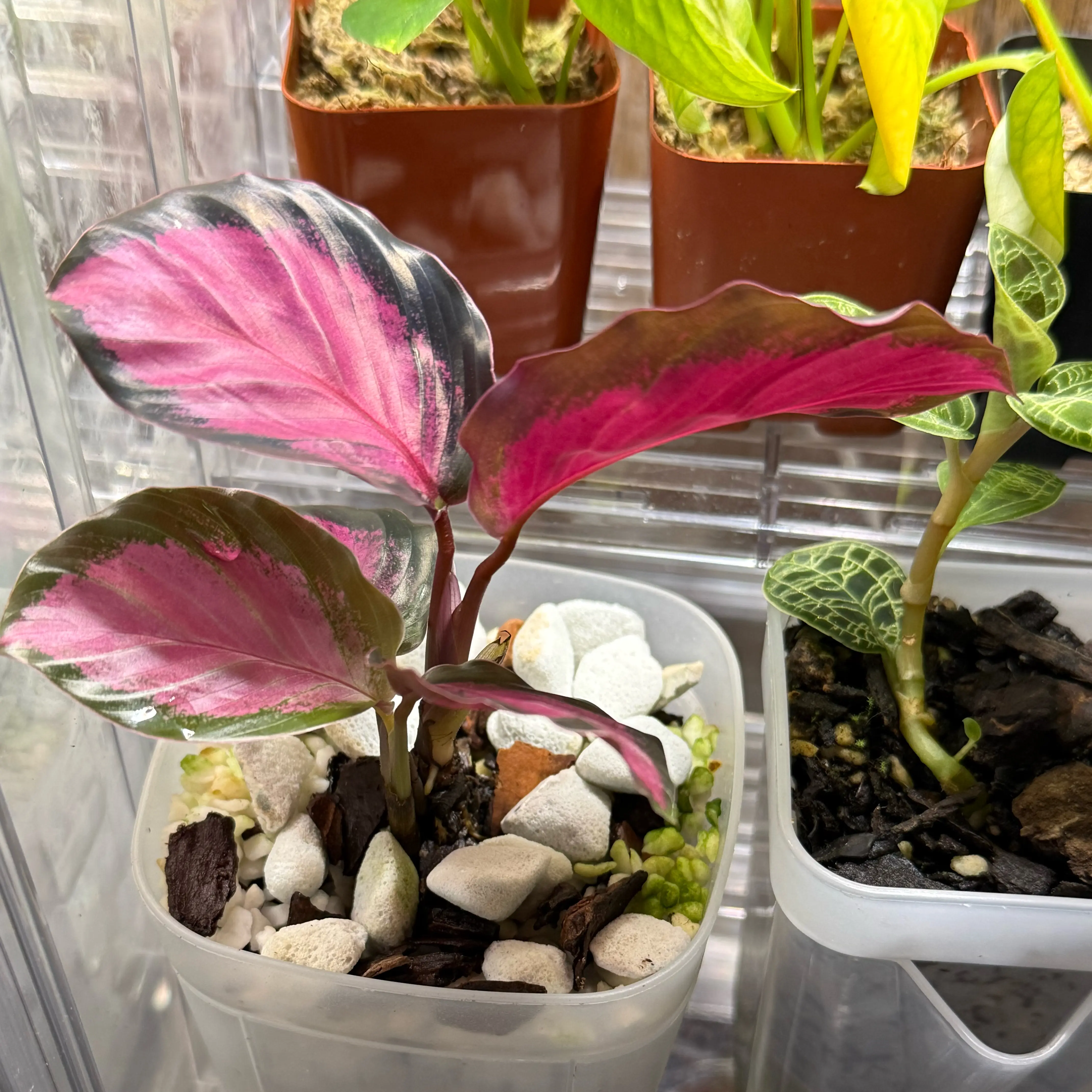 Photo of the plant species Calathea Purple Rose by @CoolScholartree named Prince on Greg, the plant care app