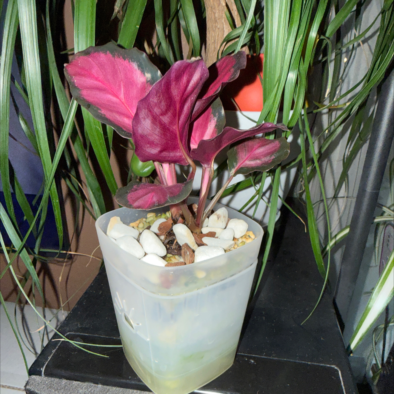 Photo of the plant species Calathea Purple Rose by @CoolScholartree named Prince on Greg, the plant care app