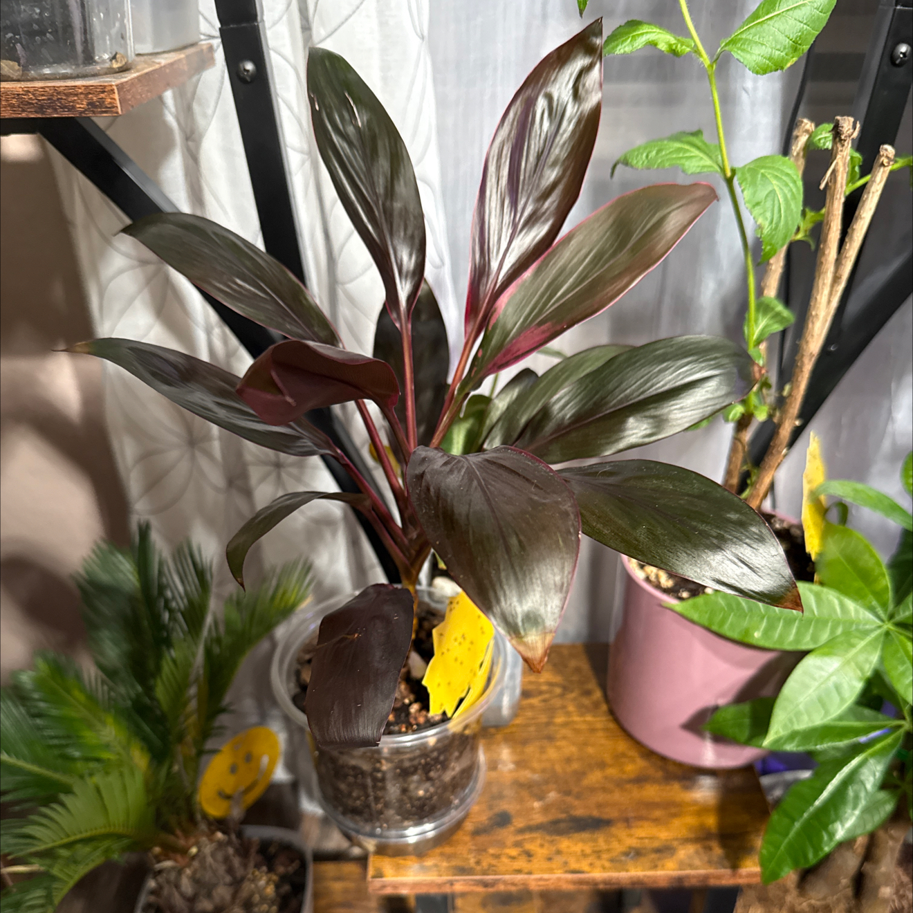 Photo of the plant species Cordyline 'Calypso Queen' by @CoolScholartree named Queen on Greg, the plant care app