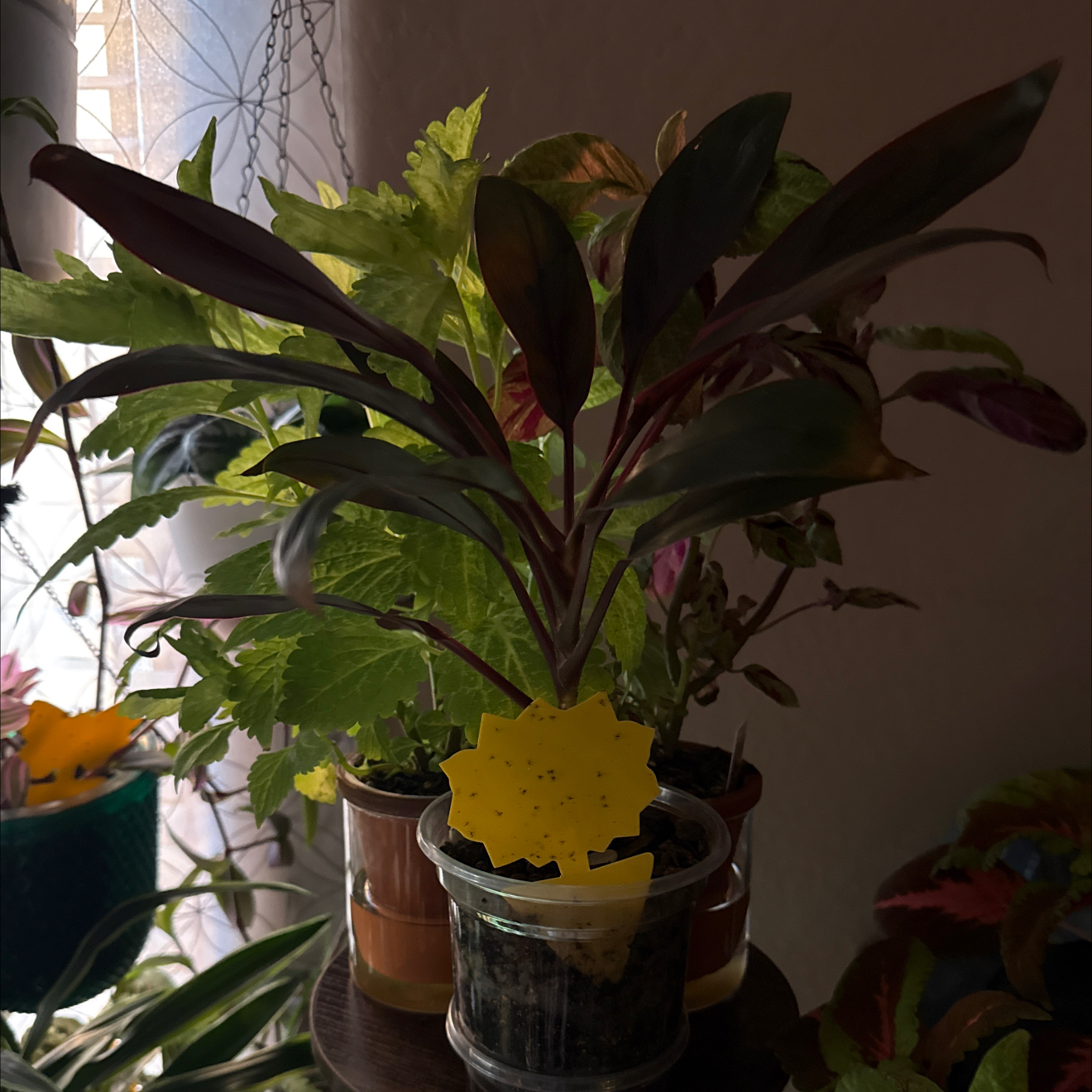 Photo of the plant species Cordyline 'Calypso Queen' by @CoolScholartree named Queen on Greg, the plant care app