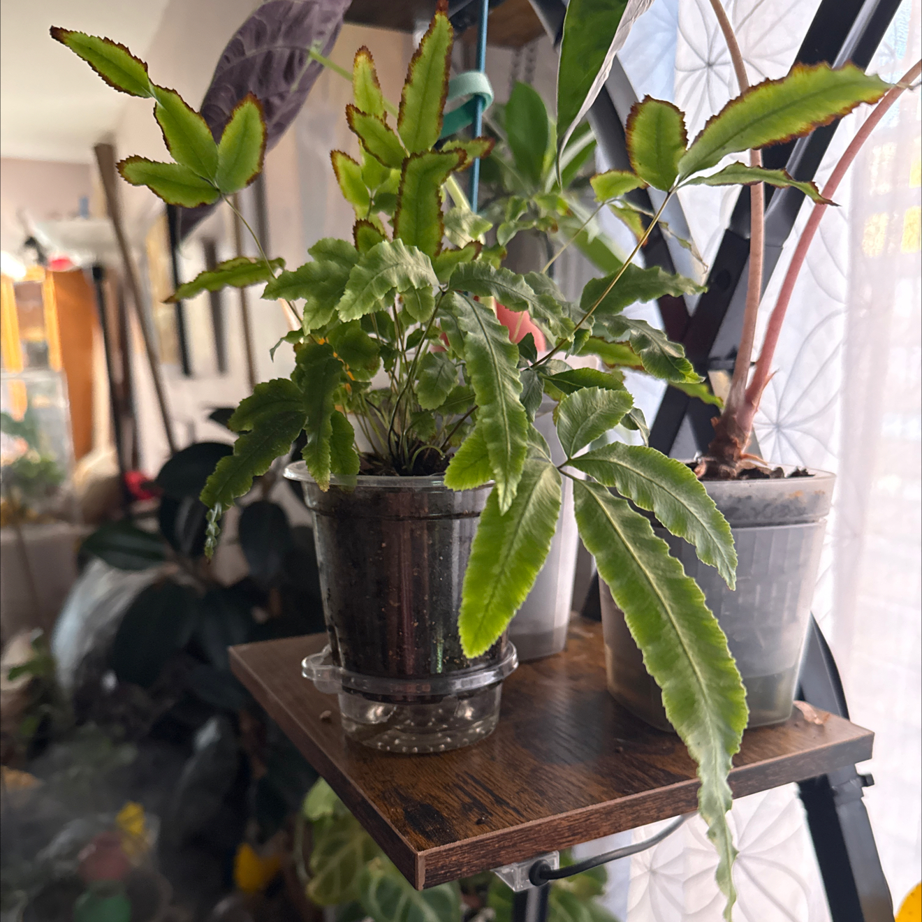 Photo of the plant species Cretan Brake Fern 'Albolineata' by @CoolScholartree named Fernie on Greg, the plant care app