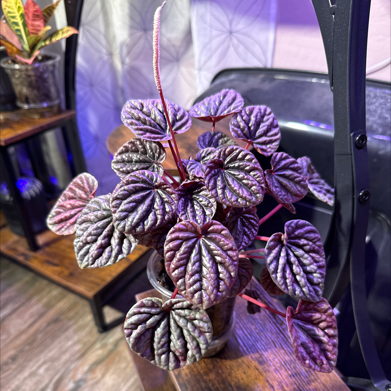 Photo of the plant species Schumi Red Peperomia by @CoolScholartree named Sonora on Greg, the plant care app