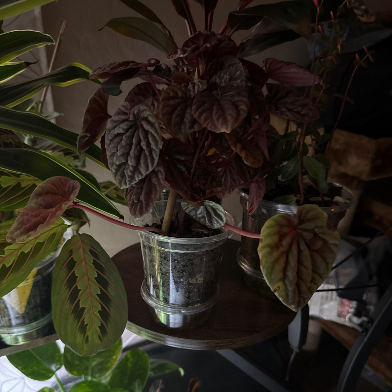 Photo of the plant species Schumi Red Peperomia by @CoolScholartree named Sonora on Greg, the plant care app