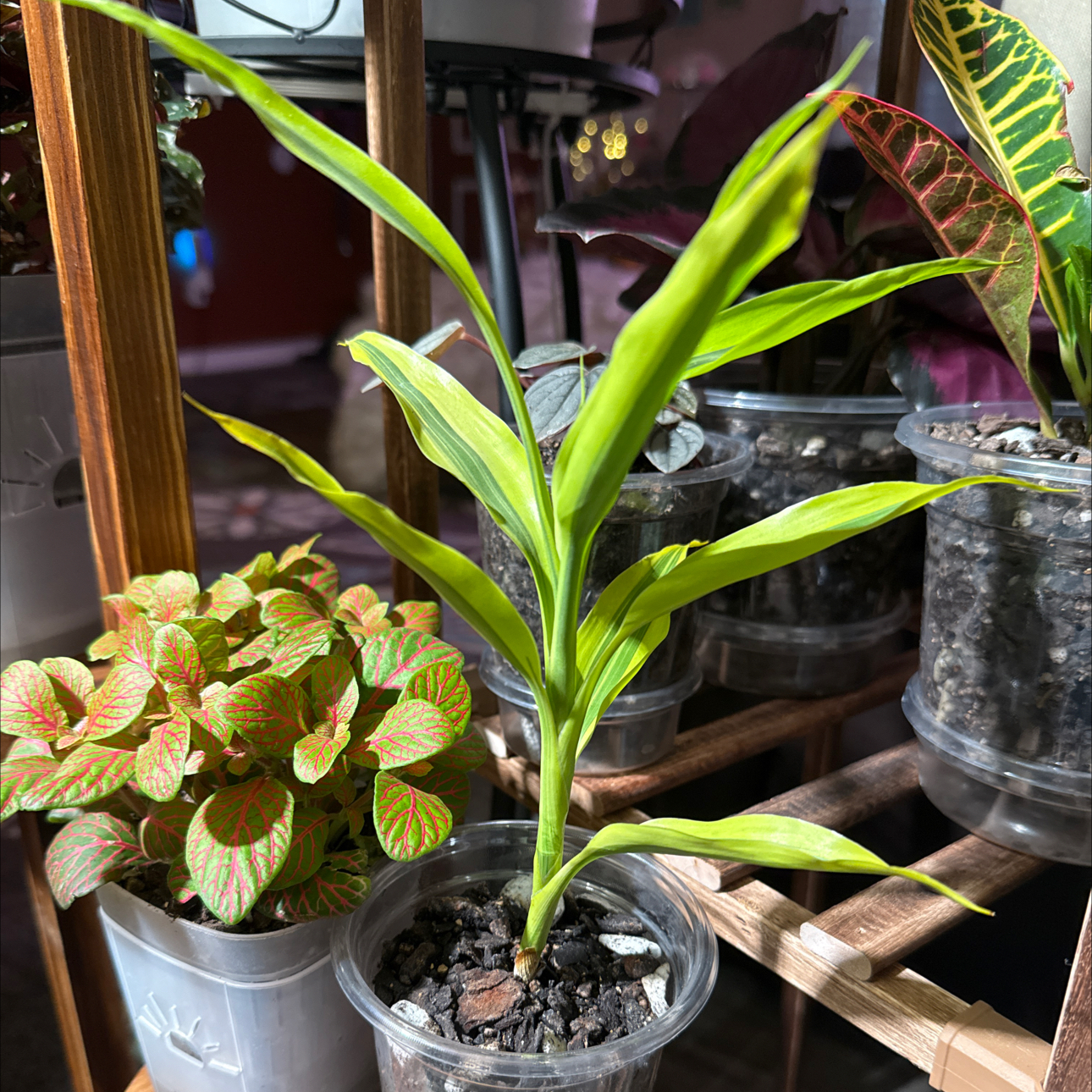 Photo of the plant species Lucky Golden Bamboo by @CoolScholartree named Athena on Greg, the plant care app