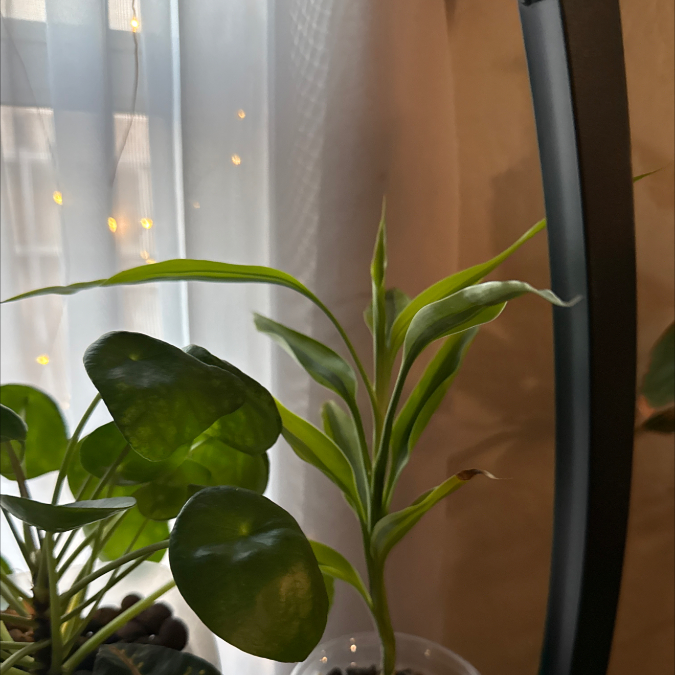 Photo of the plant species Lucky Golden Bamboo by @CoolScholartree named Athena on Greg, the plant care app