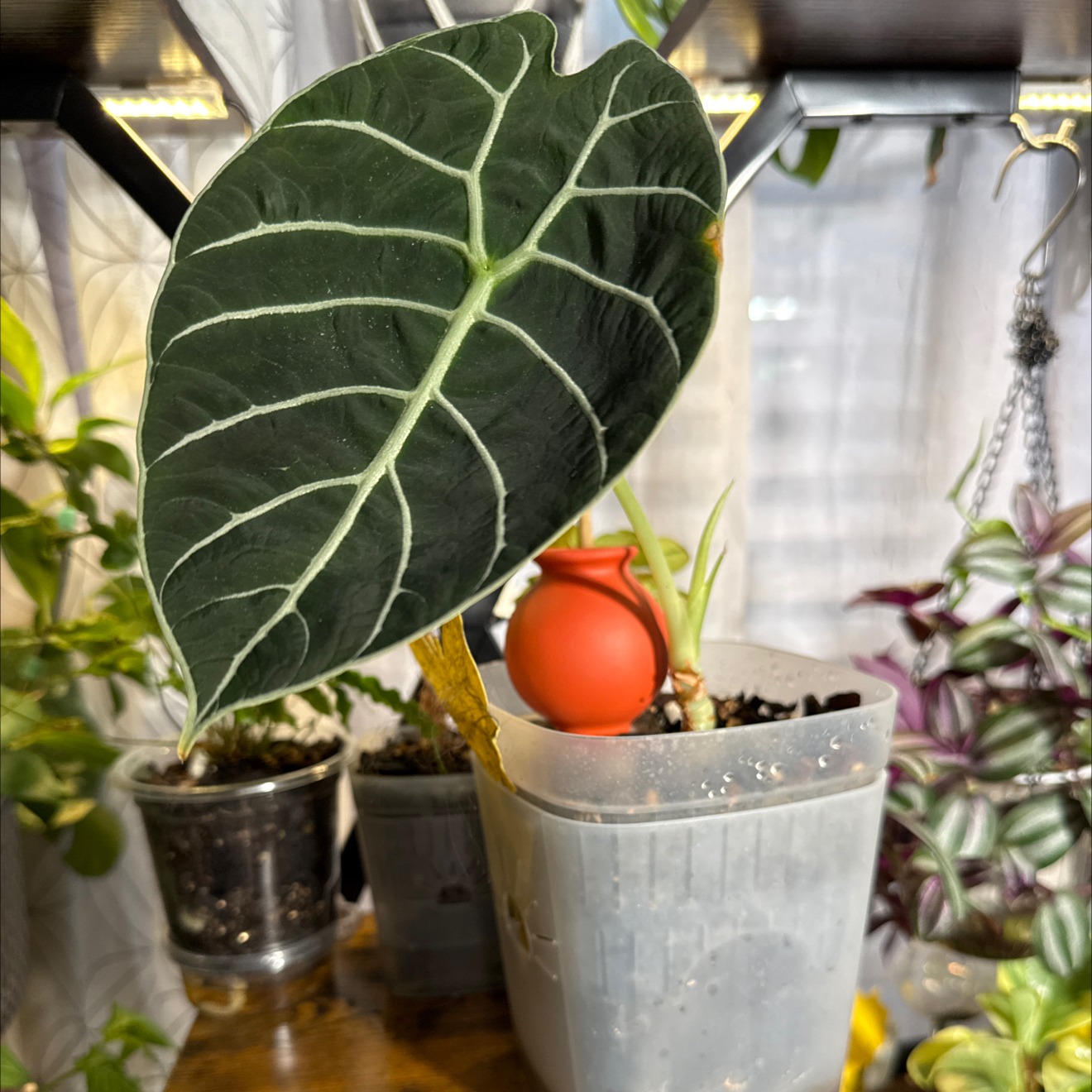 Photo of the plant species Alocasia Watsoniana Purple Vein by @CoolScholartree named Aria on Greg, the plant care app