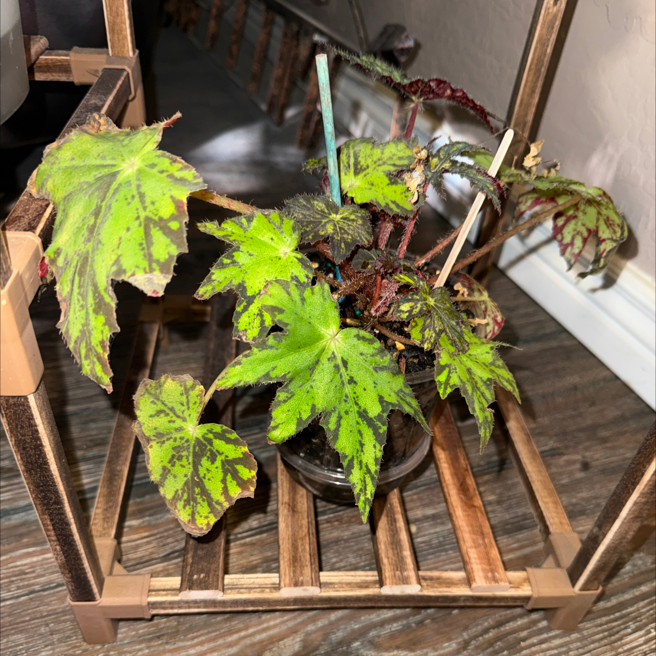 Photo of the plant species Begonia 'Geometry' by @CoolScholartree named Anne on Greg, the plant care app