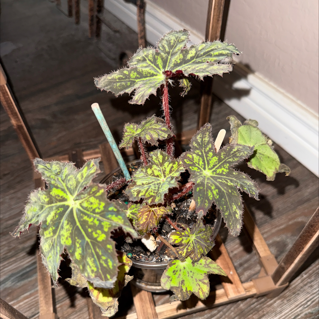 Photo of the plant species Begonia 'Geometry' by @CoolScholartree named Anne on Greg, the plant care app