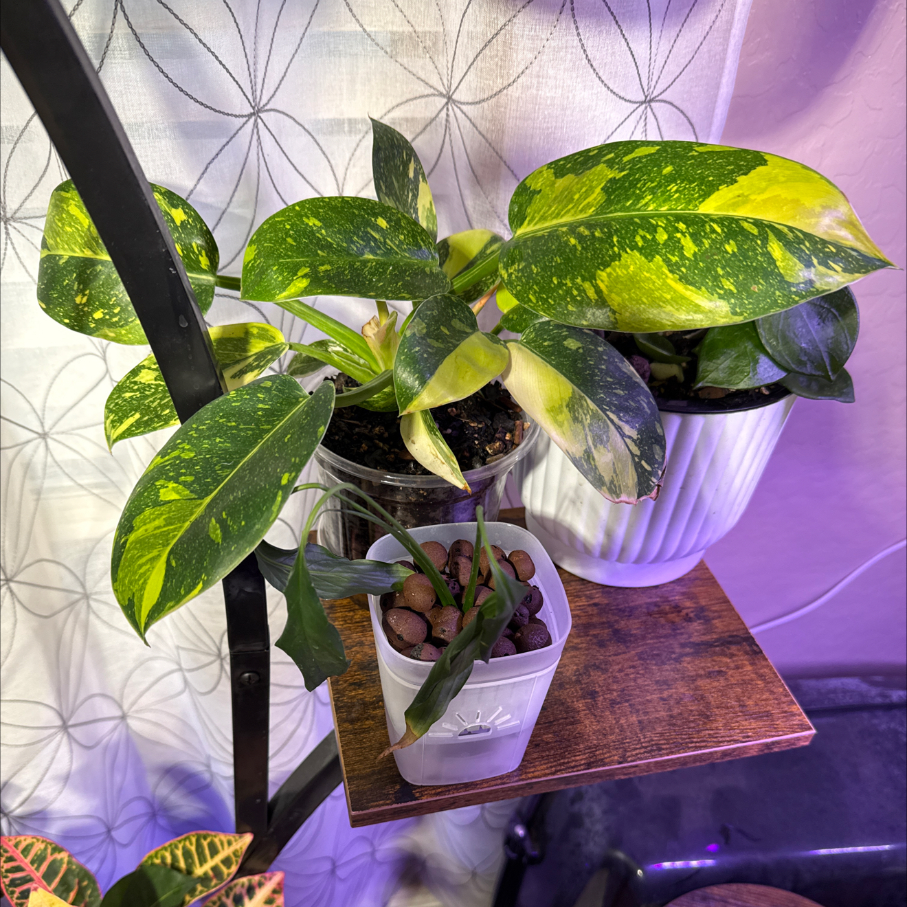 Photo of the plant species Variegated Green Congo Philodendron by @CoolScholartree named Maya on Greg, the plant care app