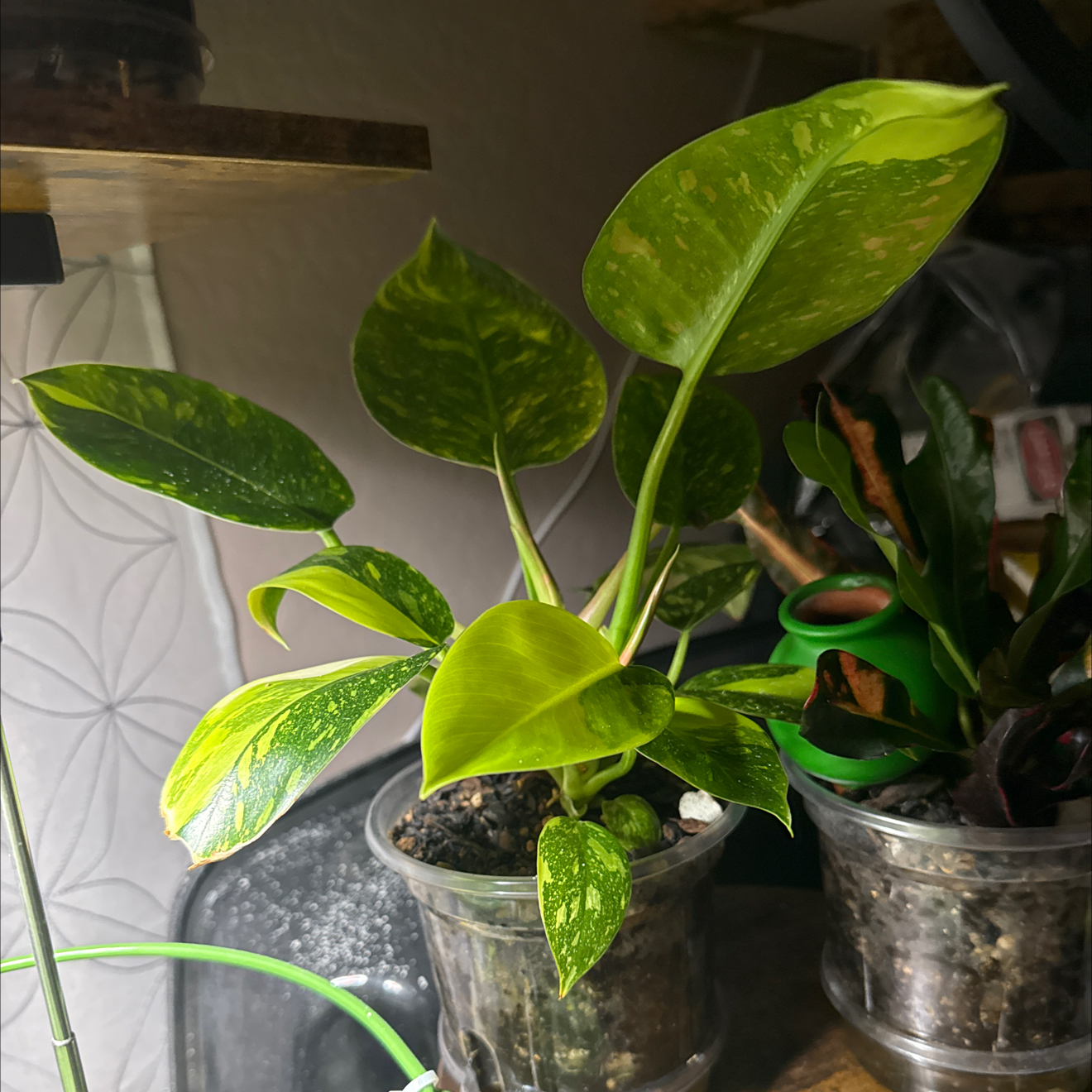 Photo of the plant species Variegated Green Congo Philodendron by @CoolScholartree named Maya on Greg, the plant care app