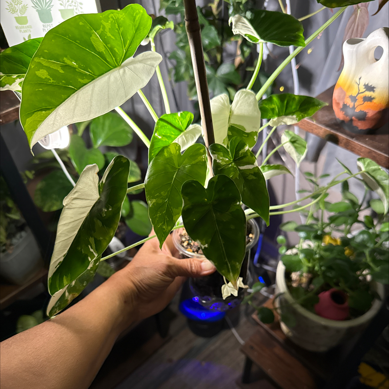 Photo of the plant species Alocasia Okinawa Silver by @CoolScholartree named James Dean on Greg, the plant care app