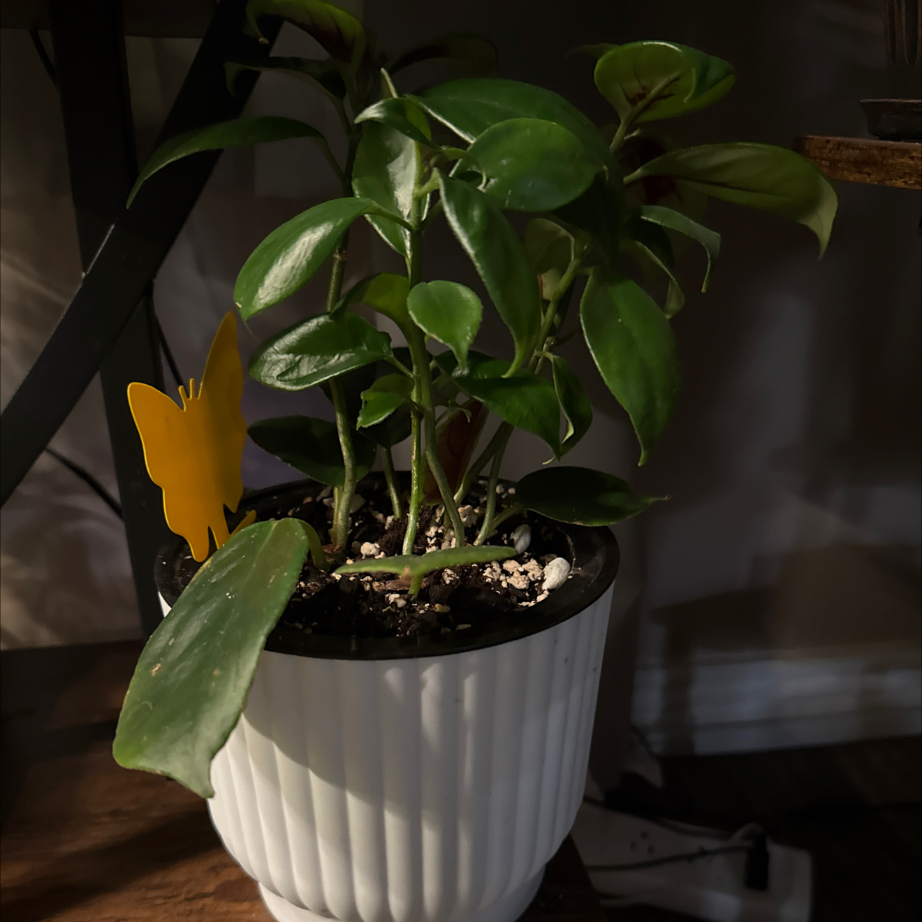 Photo of the plant species Champagne Jam Nematanthus by @CoolScholartree named Sir Plancelot on Greg, the plant care app