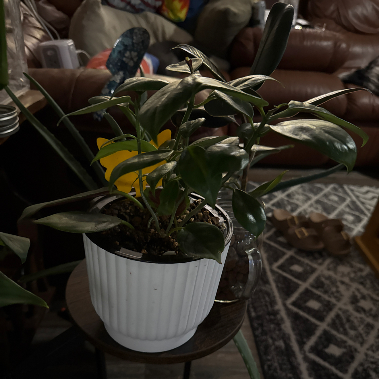 Photo of the plant species Champagne Jam Nematanthus by @CoolScholartree named Sir Plancelot on Greg, the plant care app
