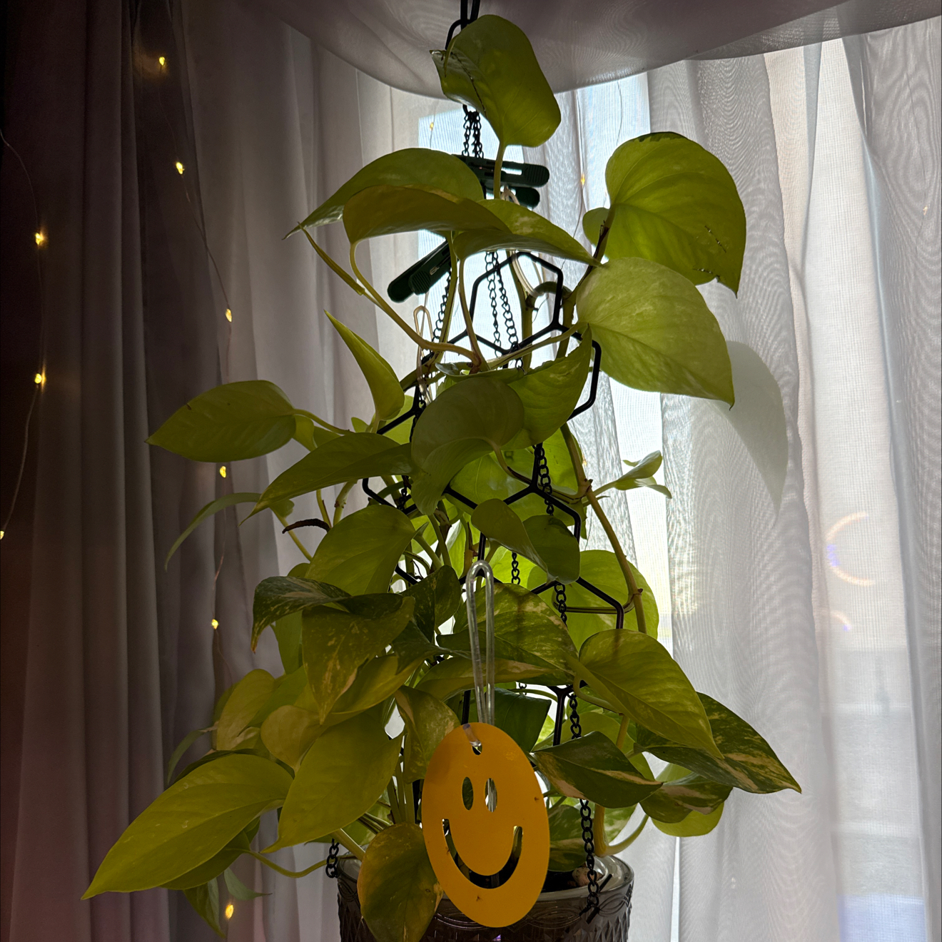 Photo of the plant species Variegated Neon Pothos by @CoolScholartree named Marley on Greg, the plant care app