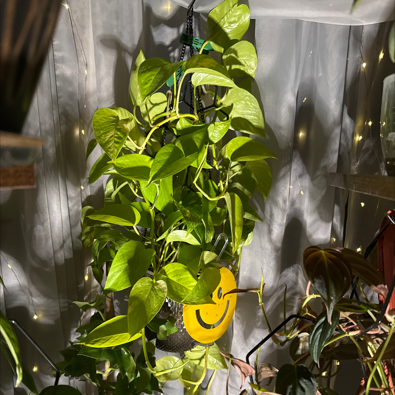 Photo of the plant species Variegated Neon Pothos by @CoolScholartree named Marley on Greg, the plant care app