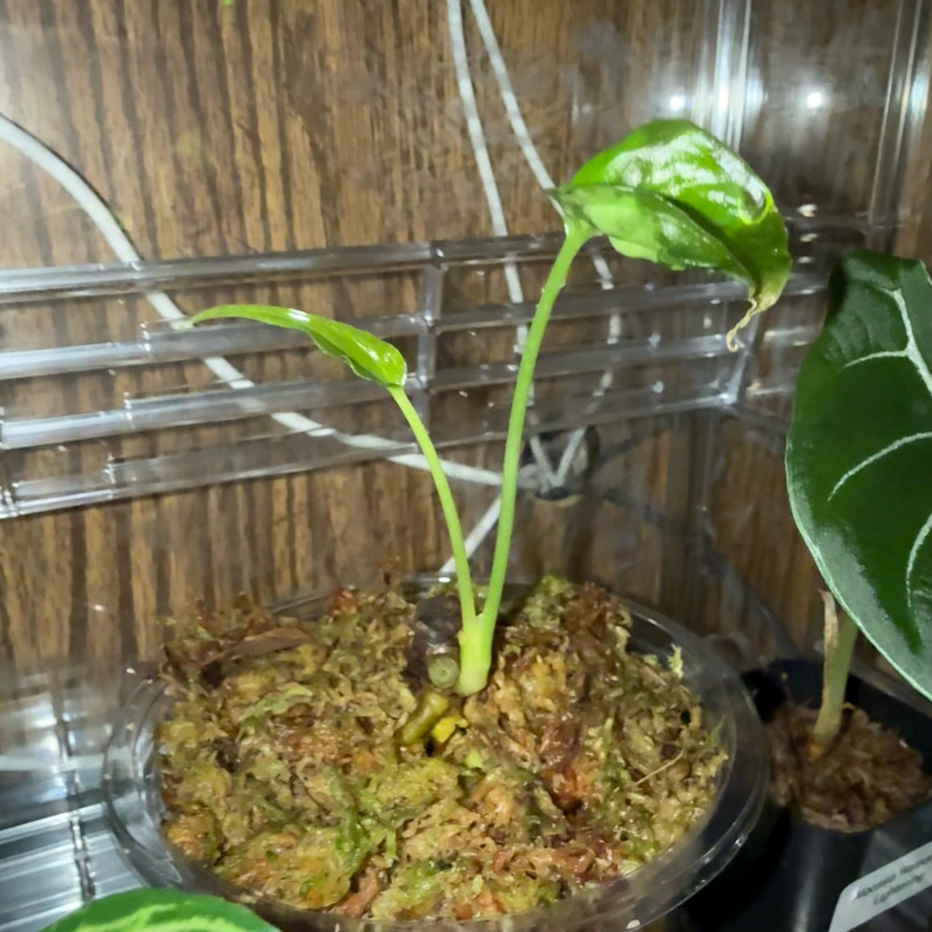Photo of the plant species Anthurium Fingers by @CoolScholartree named Oscar on Greg, the plant care app