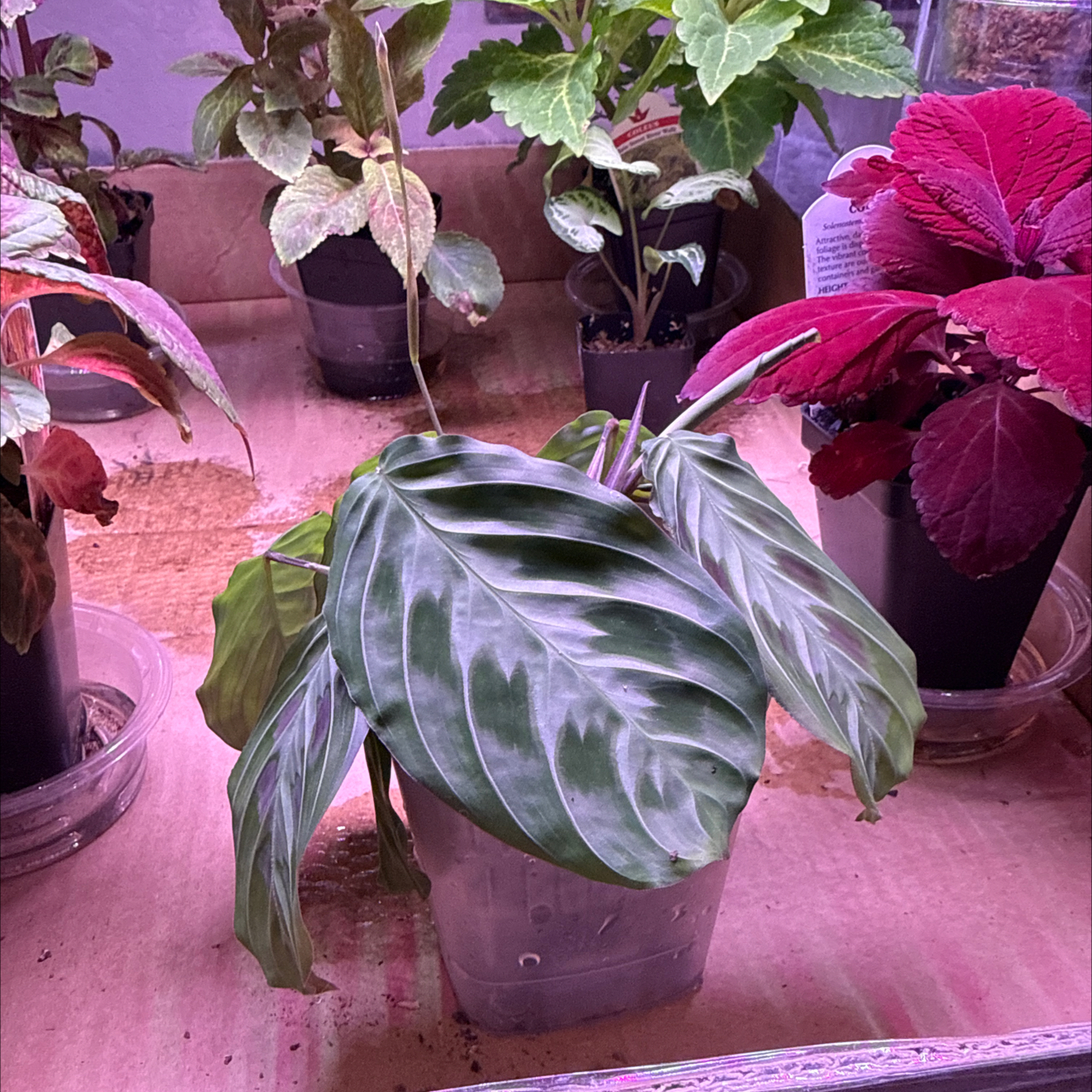 Photo of the plant species Maranta silver band prayer plant by @CoolScholartree named Drake on Greg, the plant care app