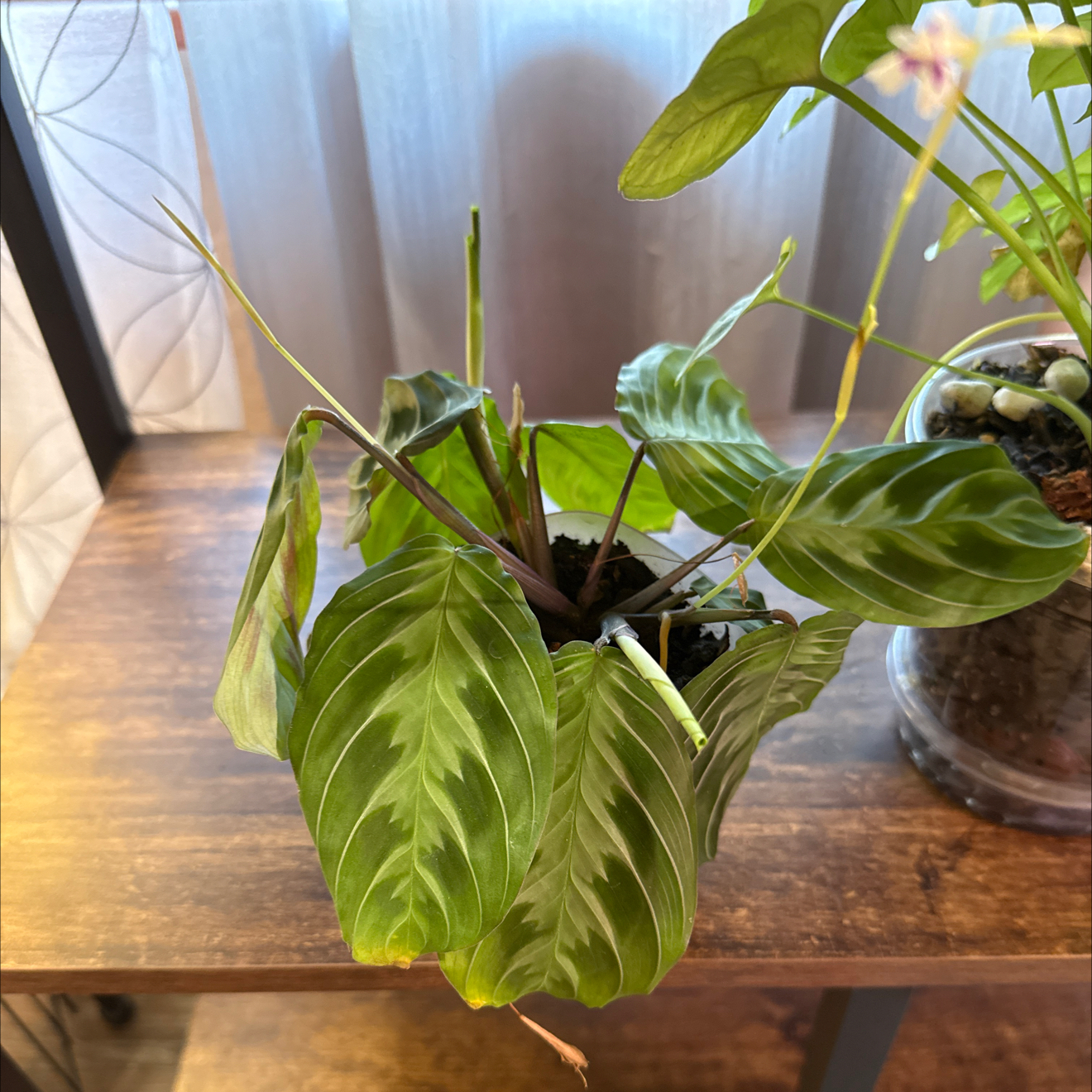Photo of the plant species Maranta silver band prayer plant by @CoolScholartree named Drake on Greg, the plant care app