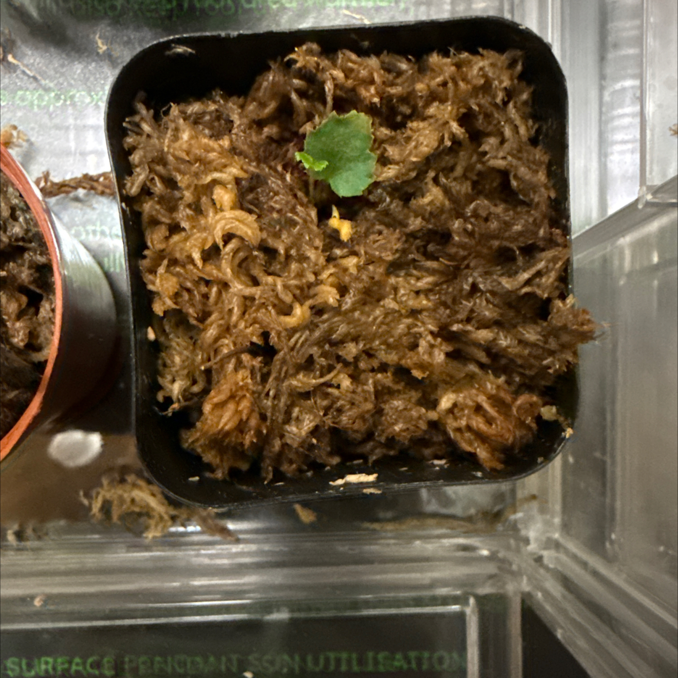 Photo of the plant species Begonia rex by @CoolScholartree named Willow on Greg, the plant care app