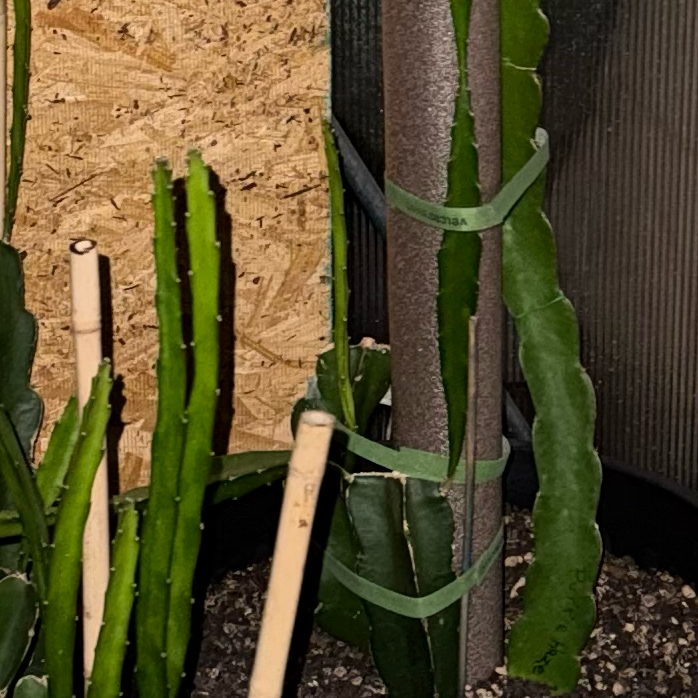 Photo of the plant species American Beauty Dragon Fruit by @CoolScholartree named Elina on Greg, the plant care app