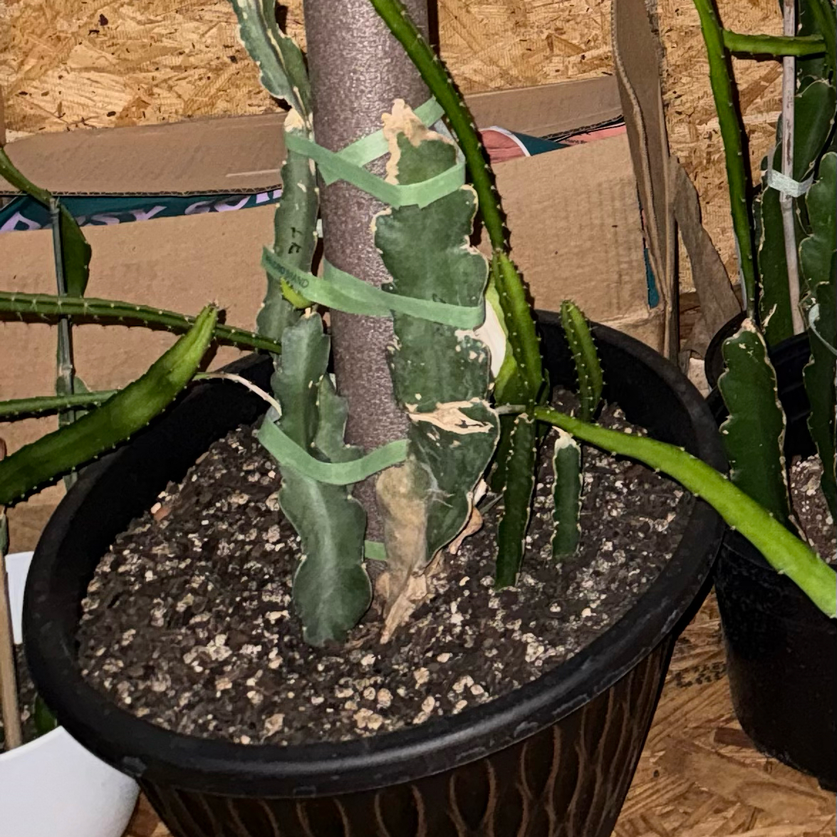 Photo of the plant species Dragon Fruit (Red Flesh) by @CoolScholartree named Michelle Branch on Greg, the plant care app