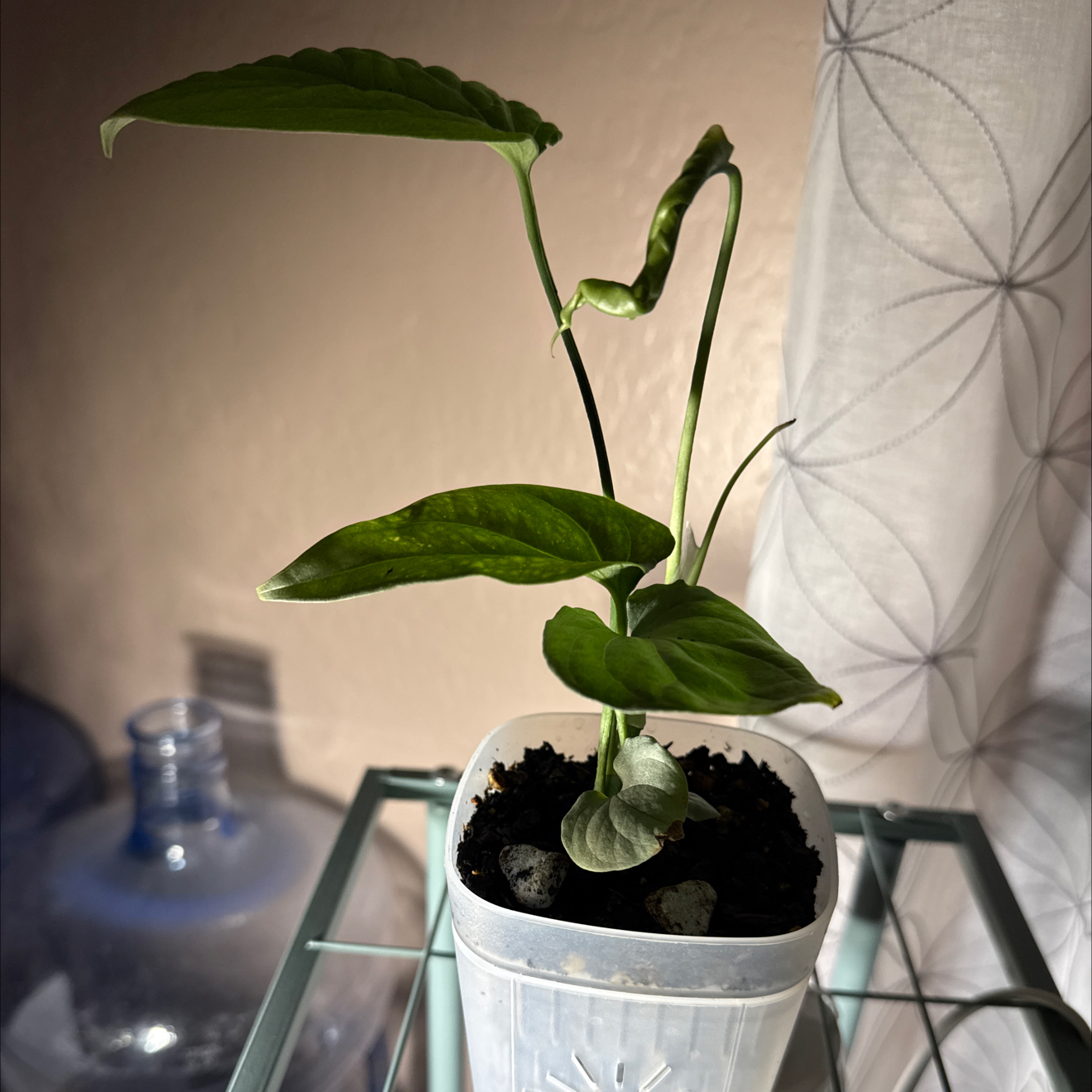 Photo of the plant species Amydrium 'Spider Man' by @CoolScholartree named Peter Parker on Greg, the plant care app