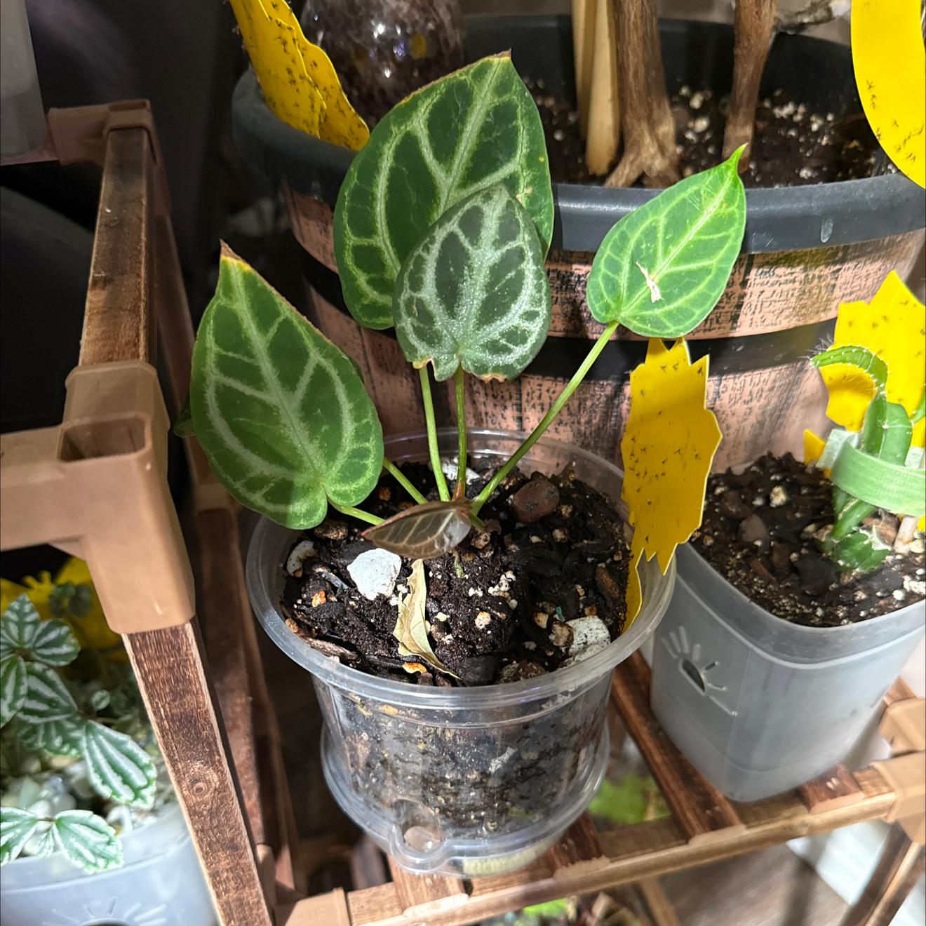 Photo of the plant species Anthurium Doriyaki by @CoolScholartree named Maya on Greg, the plant care app