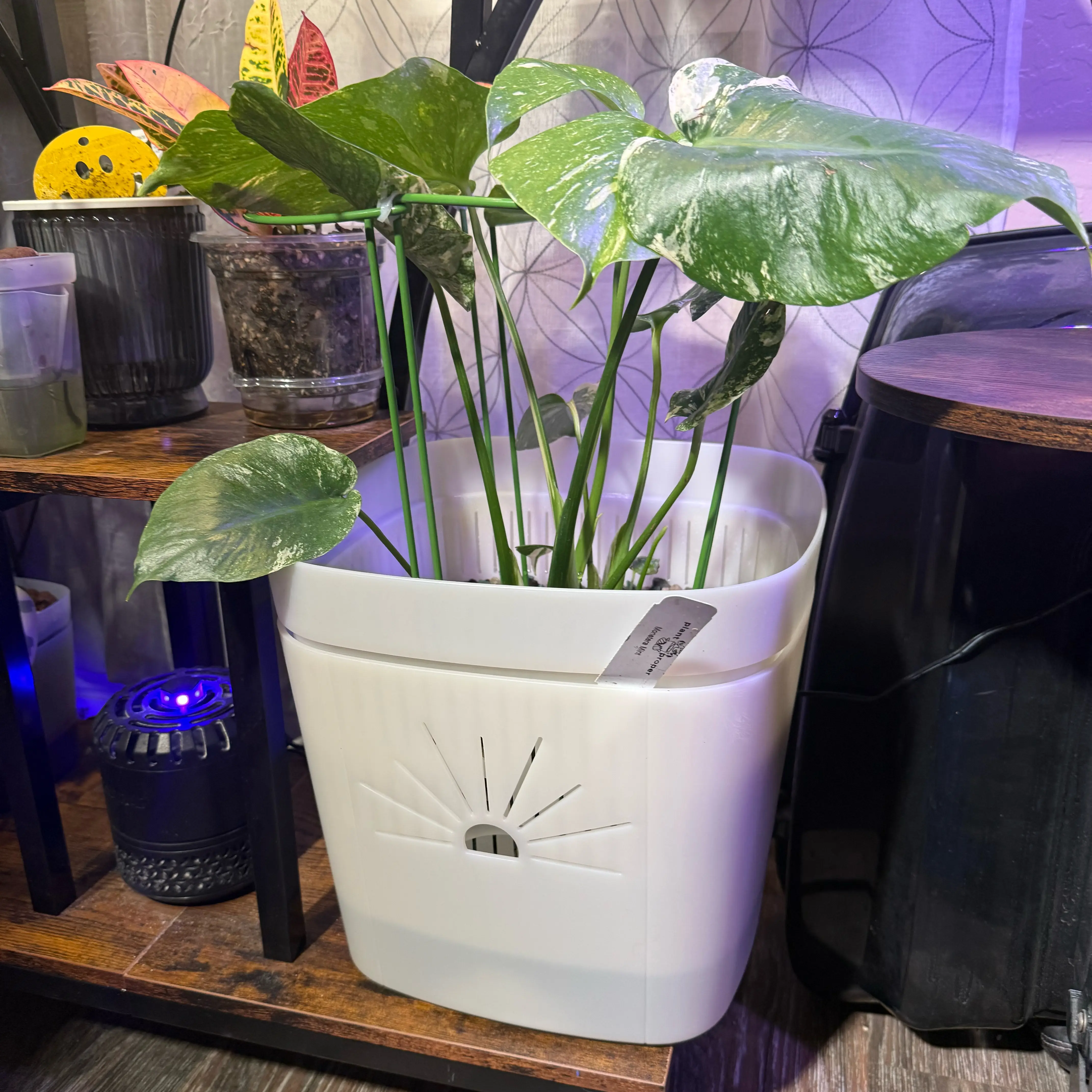 Photo of the plant species Monstera deliciosa 'Mint Variegata' by @CoolScholartree named Leonardo on Greg, the plant care app