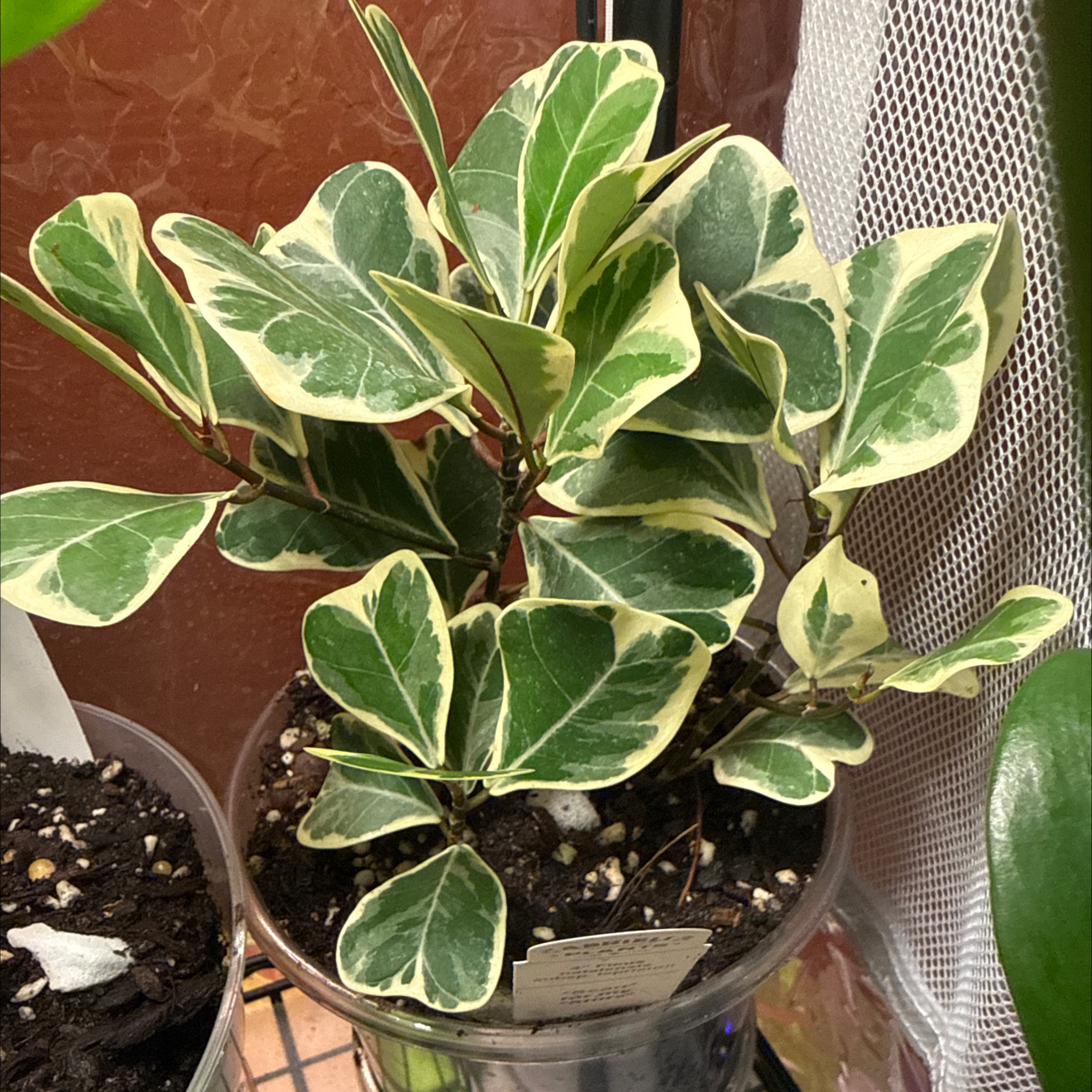 Photo of the plant species Ficus Triangularis by @CoolScholartree named Sol on Greg, the plant care app