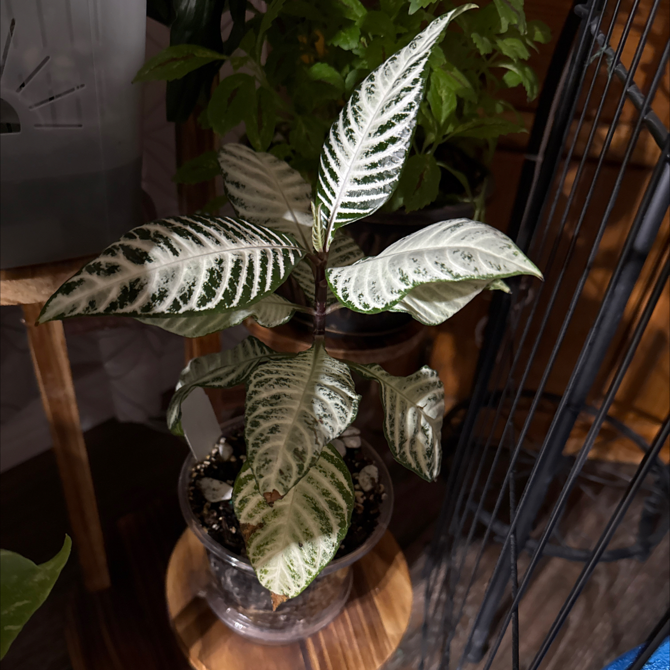 Photo of the plant species Aphelandra 'Snow White' by @CoolScholartree named Huckleberry Fern on Greg, the plant care app