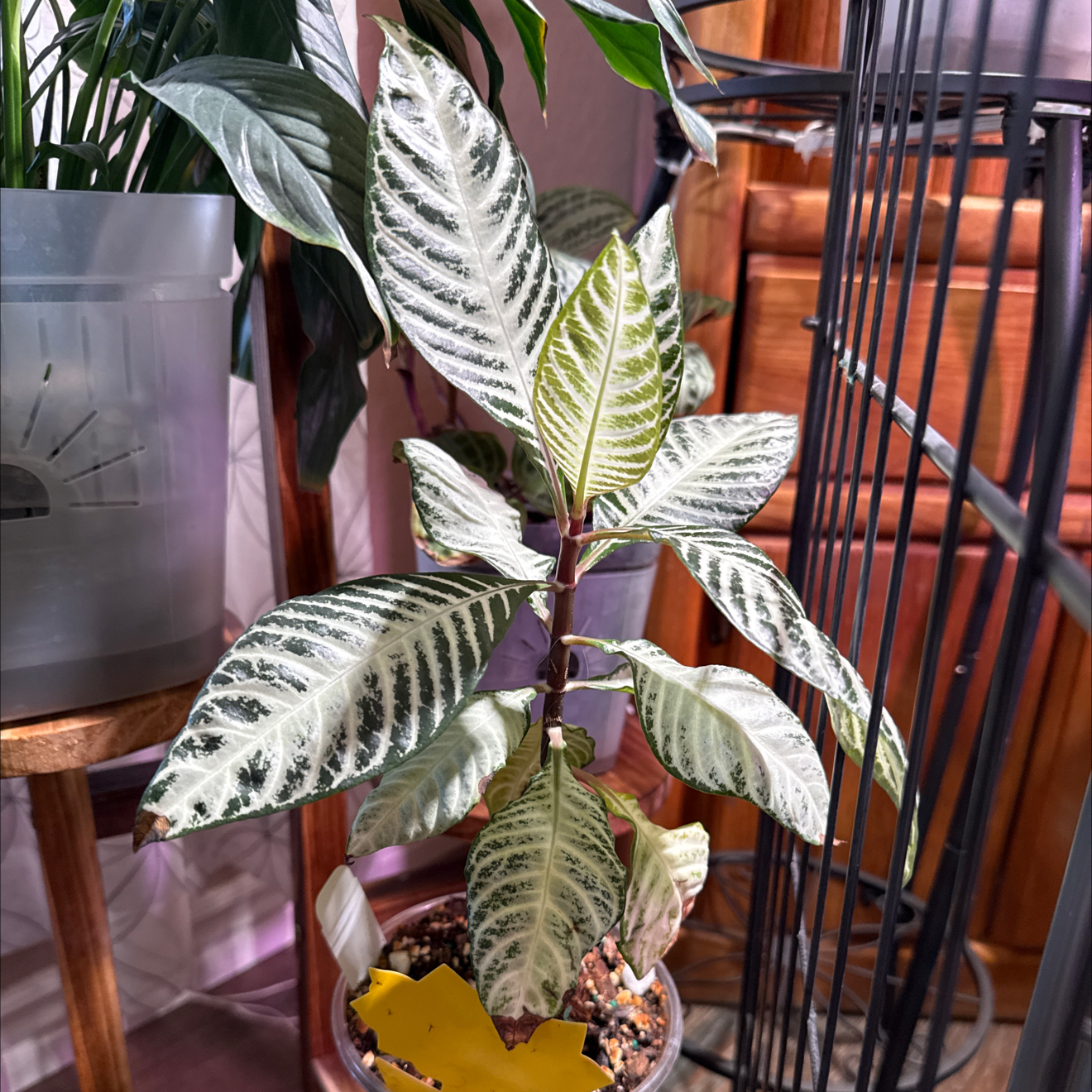 Photo of the plant species Aphelandra 'Snow White' by @CoolScholartree named Huckleberry Fern on Greg, the plant care app