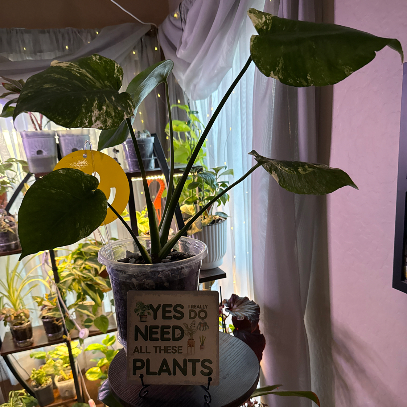 Photo of the plant species Monstera deliciosa 'Mint Variegata' by @CoolScholartree named Fernie Mercury on Greg, the plant care app