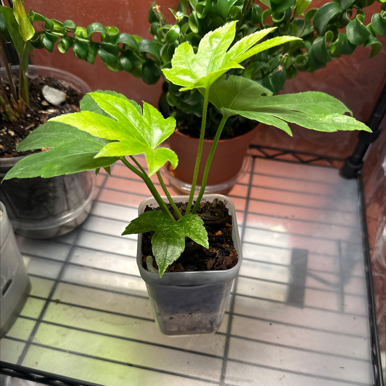 Photo of the plant species Fatsia Japonica Spider Web by @CoolScholartree named Doja Cat on Greg, the plant care app
