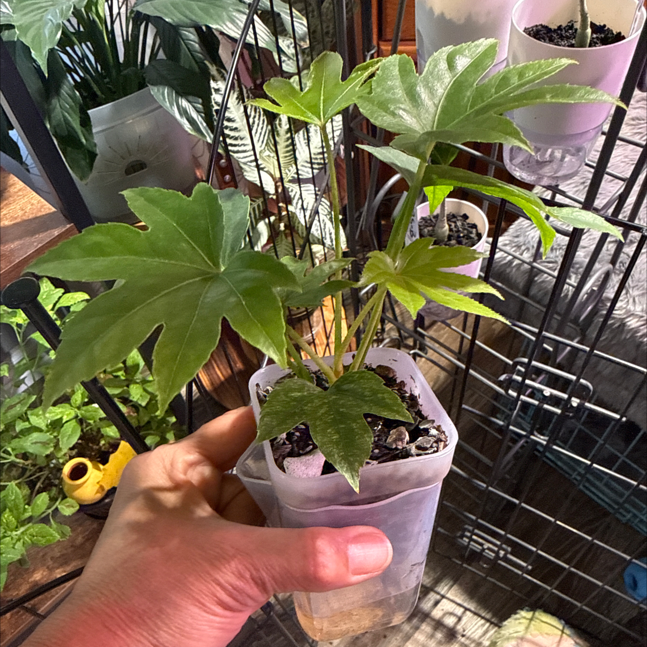 Photo of the plant species Fatsia Japonica Spider Web by @CoolScholartree named Doja Cat on Greg, the plant care app