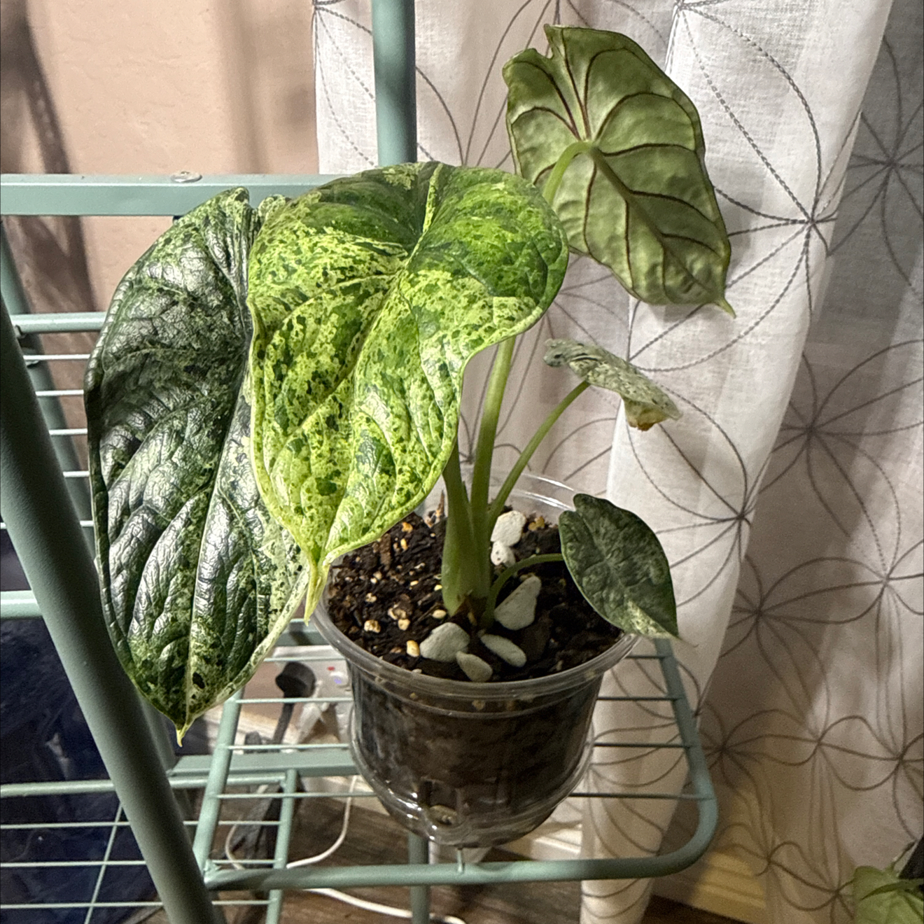 Photo of the plant species Alocasia Dragon Scale Mint by @CoolScholartree named Sage on Greg, the plant care app
