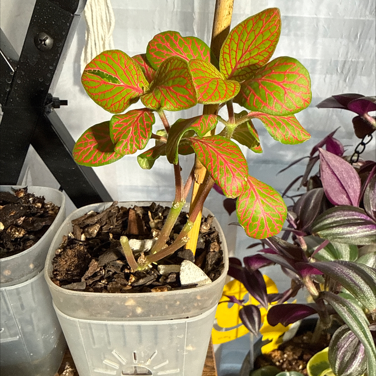 Photo of the plant species Nerve Plant by @CoolScholartree named Winston on Greg, the plant care app