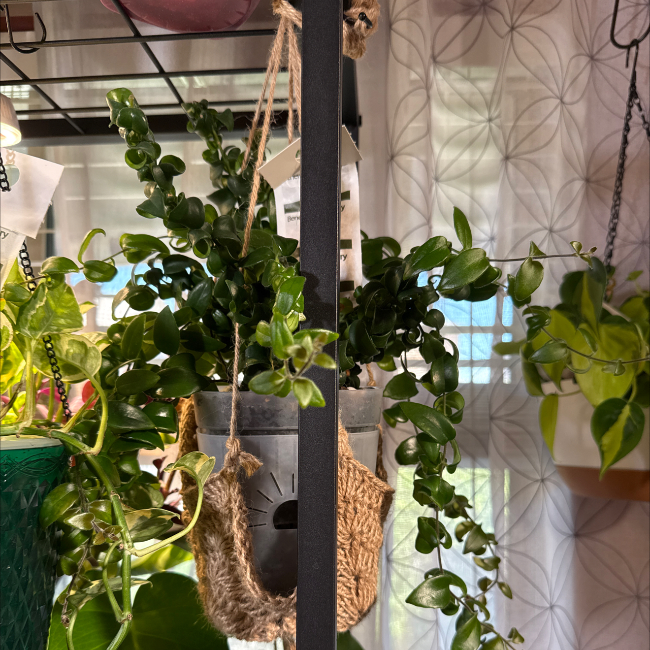 Photo of the plant species Curly Rasta Lipstick by @CoolScholartree named Bigleef Smalls on Greg, the plant care app