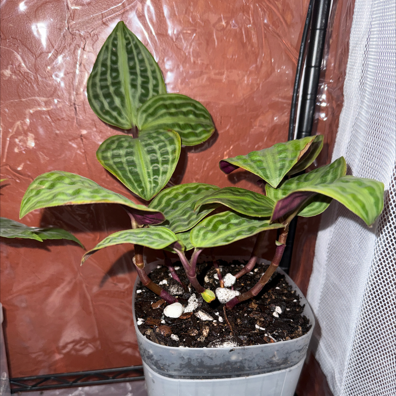 Photo of the plant species Jungle diva 'Roxie' by @CoolScholartree named Diana on Greg, the plant care app