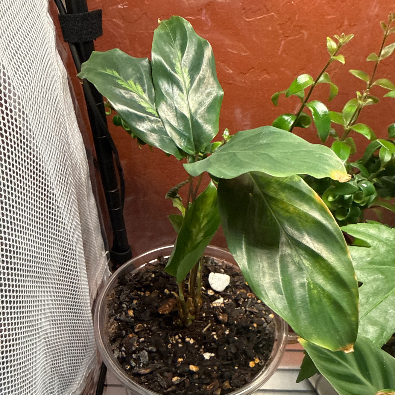 Photo of the plant species Prayer Plant 'Maui Queen' by @CoolScholartree named Maui Queen on Greg, the plant care app
