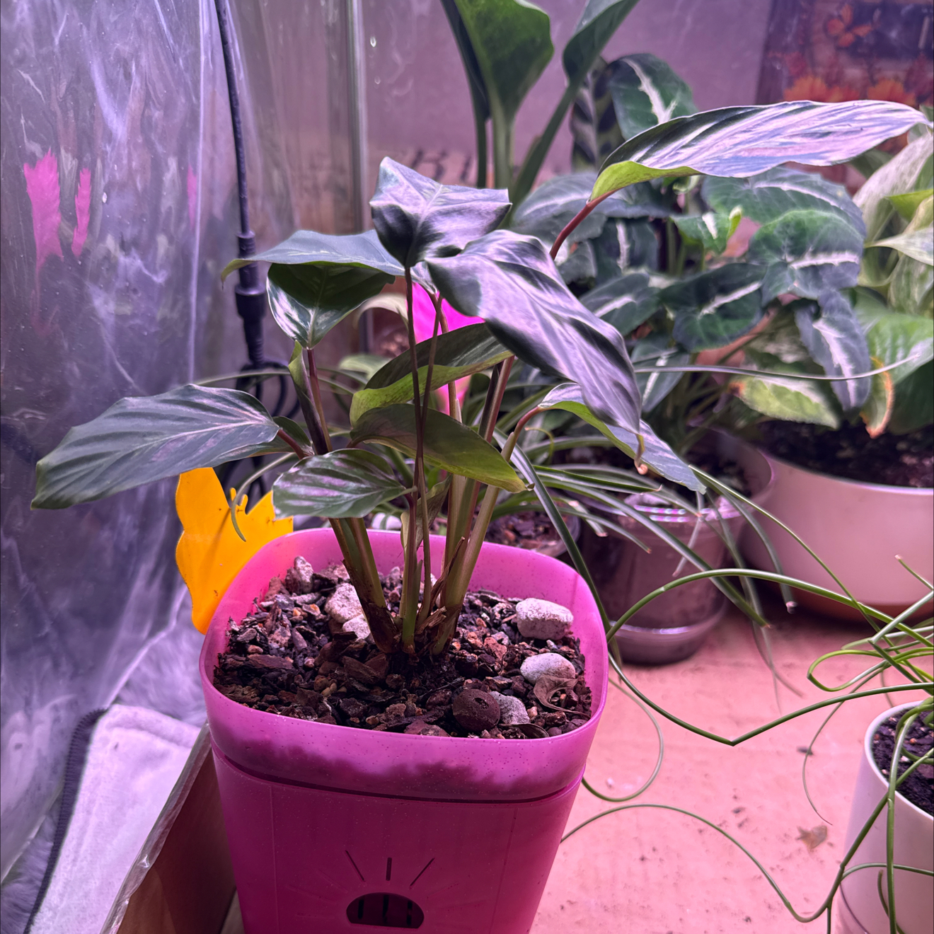 Photo of the plant species Prayer Plant 'Maui Queen' by @CoolScholartree named Maui Queen on Greg, the plant care app