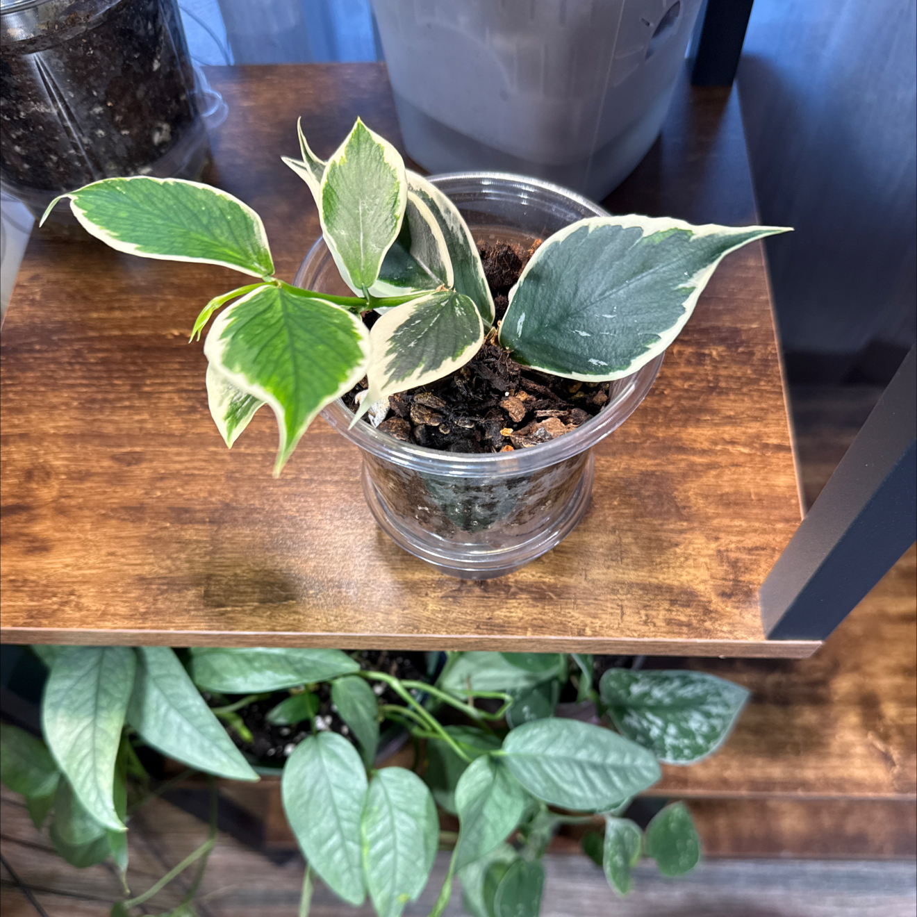 Photo of the plant species Hoya Poly Albo by @CoolScholartree named Willow on Greg, the plant care app