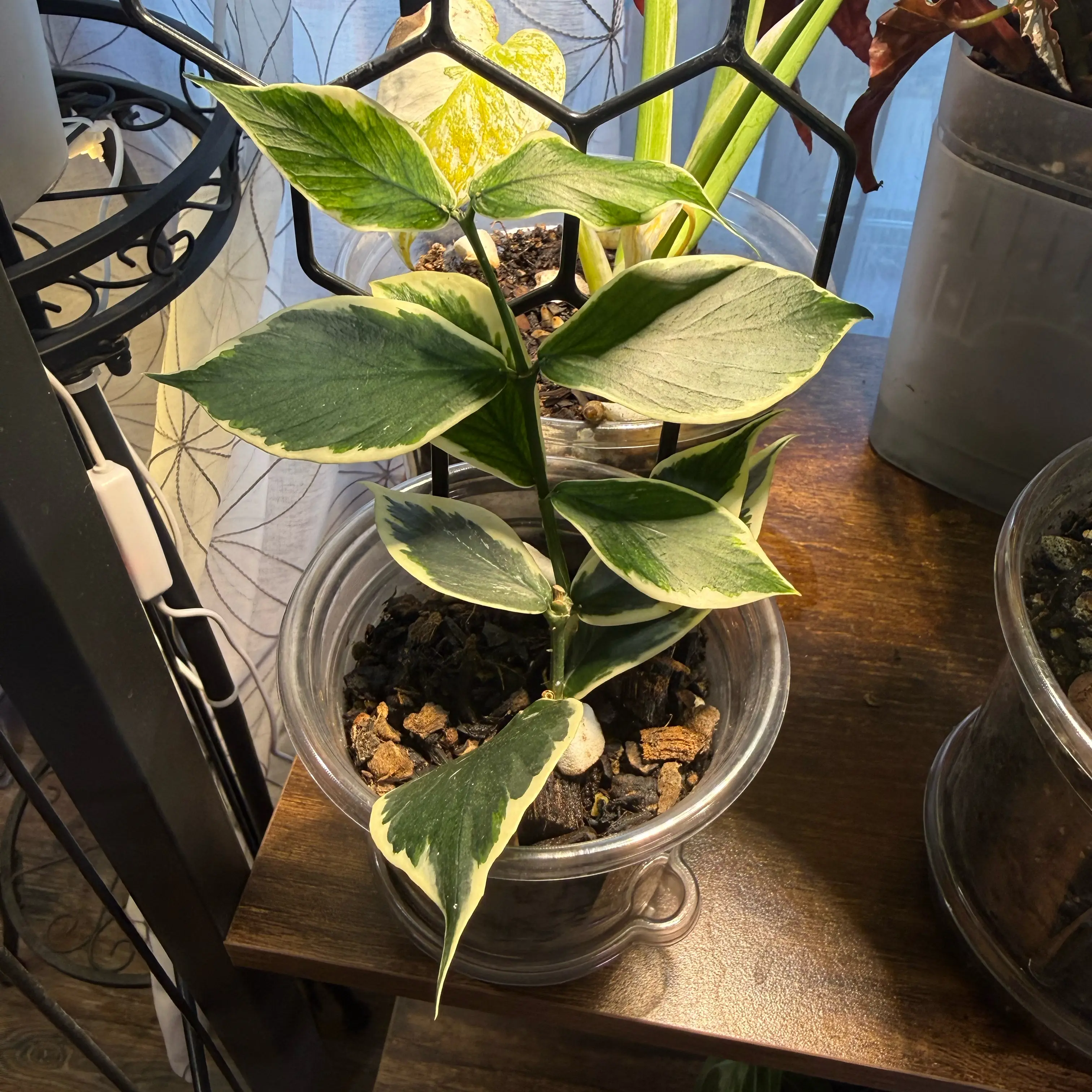 Photo of the plant species Hoya Poly Albo by @CoolScholartree named Willow on Greg, the plant care app