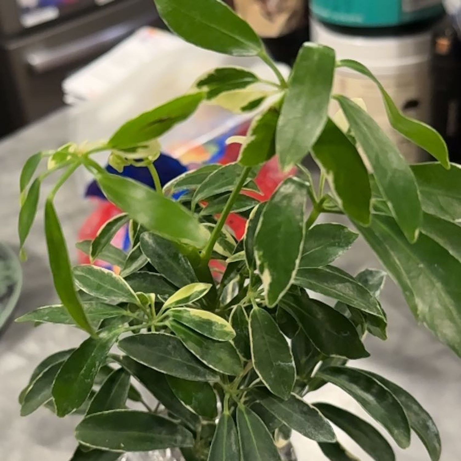 Photo of the plant species Variegated Dwarf Umbrella Tree by @CoolScholartree named Nithin on Greg, the plant care app