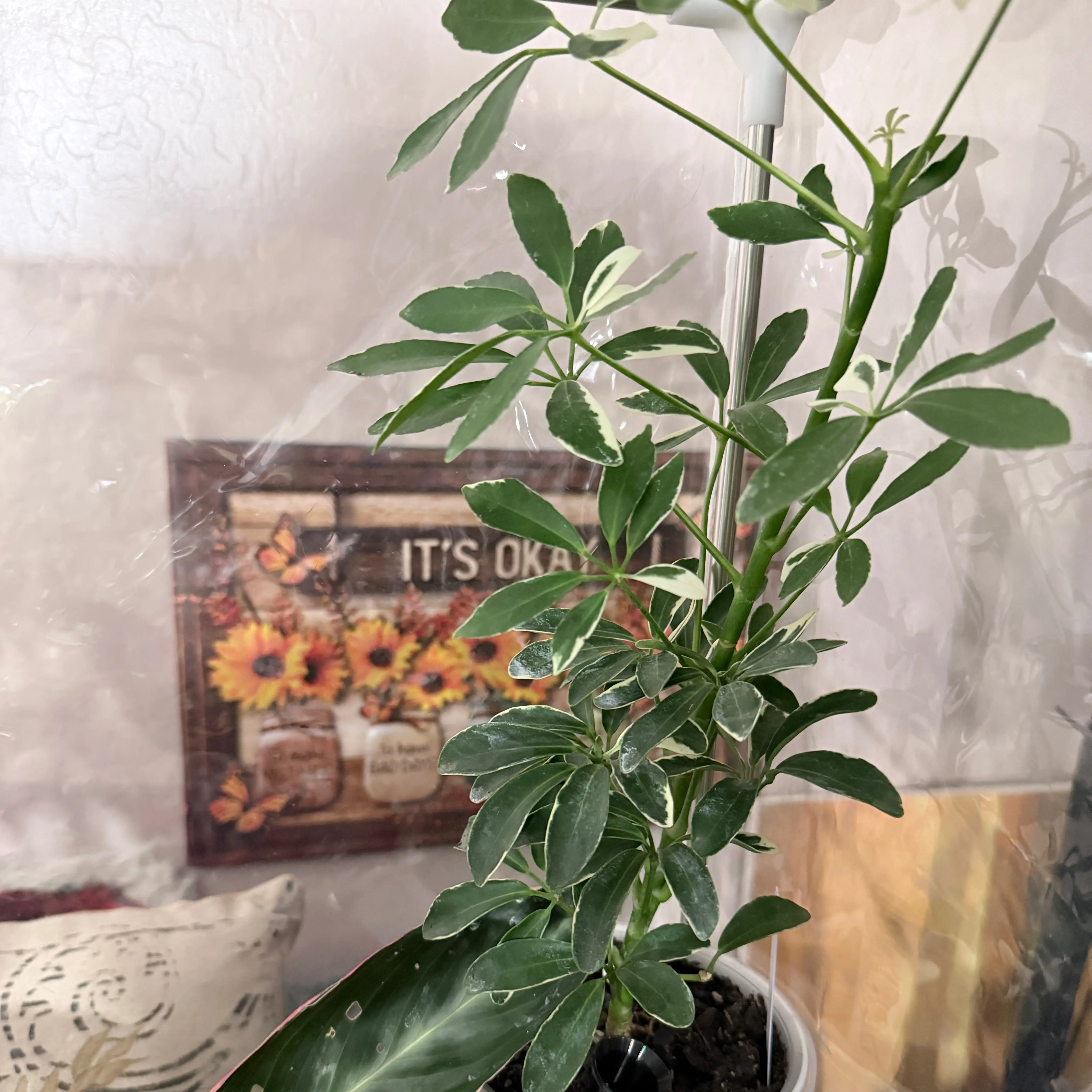 Photo of the plant species Variegated Dwarf Umbrella Tree by @CoolScholartree named Nithin on Greg, the plant care app