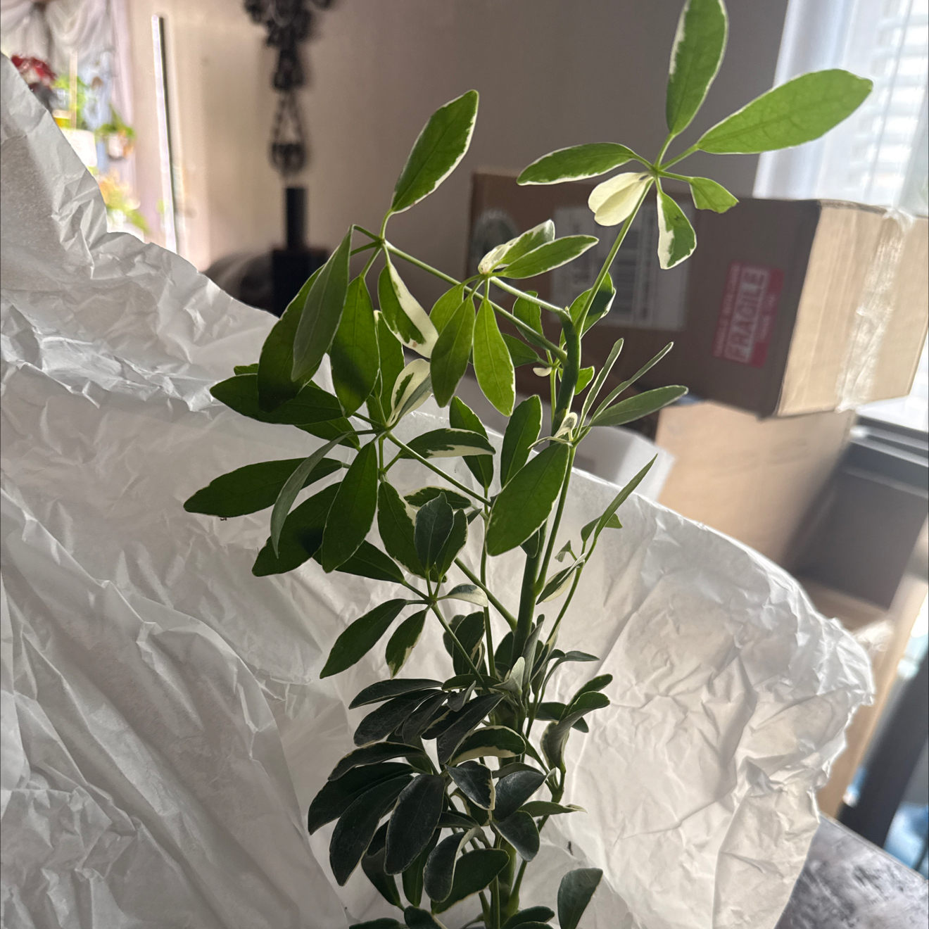 Photo of the plant species Variegated Dwarf Umbrella Tree by @CoolScholartree named Nithin on Greg, the plant care app